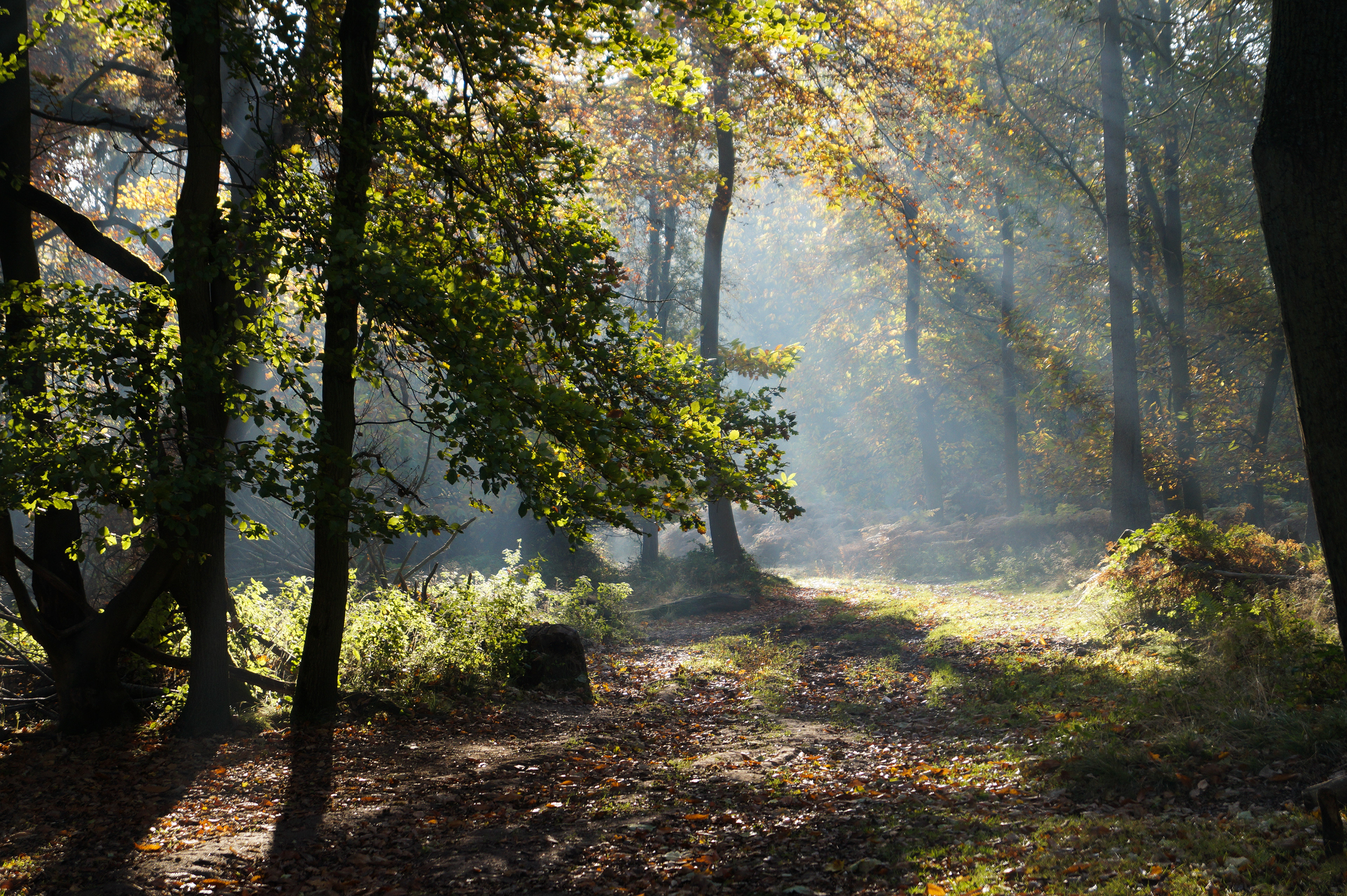 Shafts of light in the beech woods