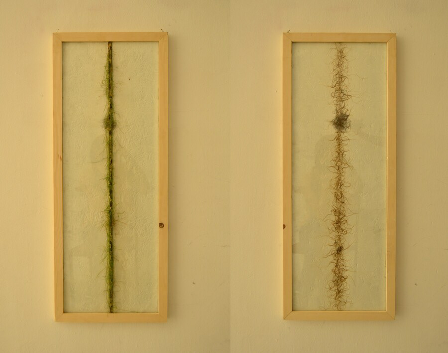 Umut Reyhanlı, Arada, 90x33x3 cm, Cam Arasında Peçete Ve Çim, 2023