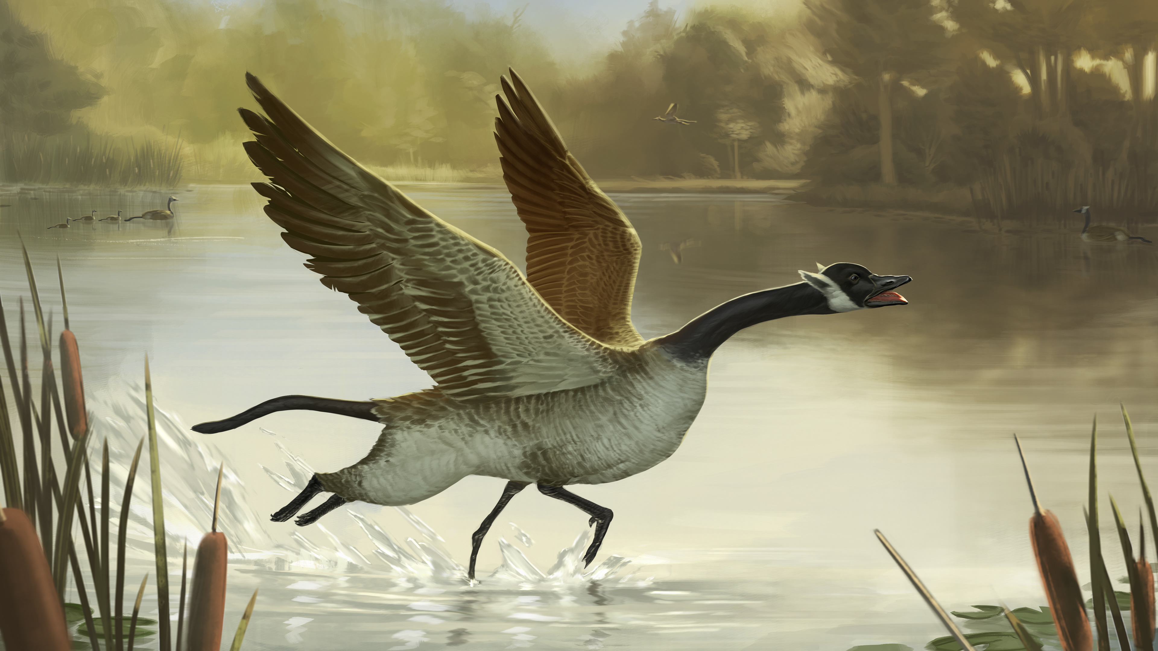 Griffin Illustration based off of Canadian Goose