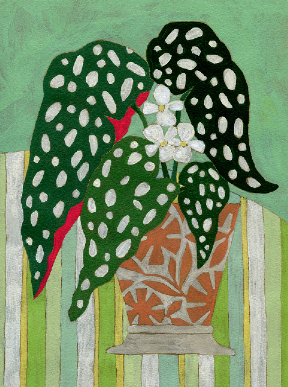 Begonia Maculata