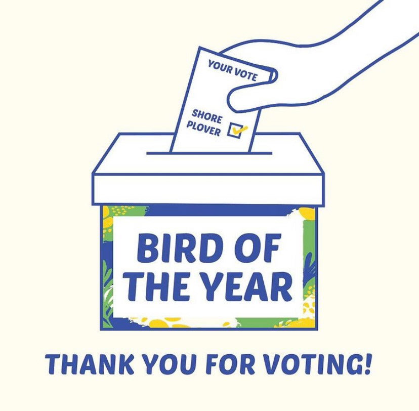 Illustration for the Bird of the Year Campaign 