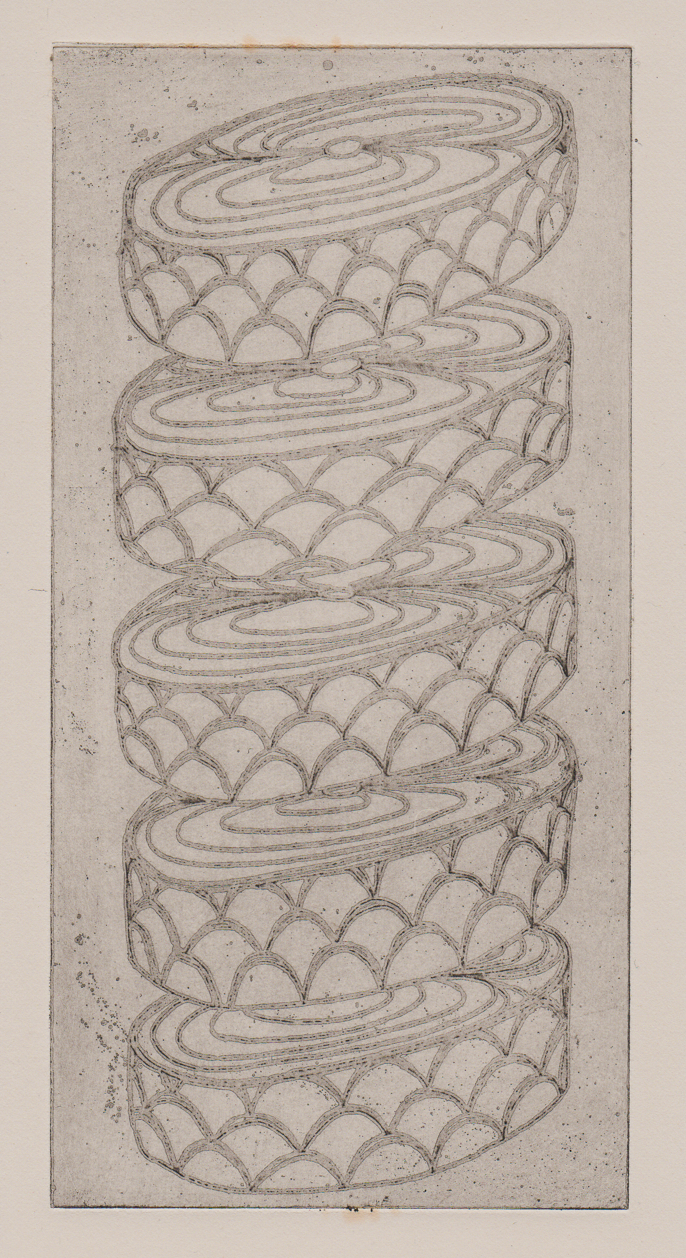 Cross-section of fish / 200×100mm / Intaglio