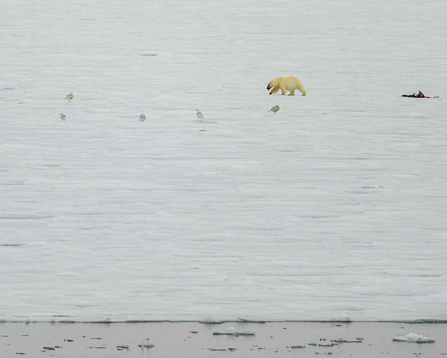 Not enough to eat.  This young Polar Bear was eating the scraps left behind by a larger more capable bear, who had eaten the nourishing blubber and left the meat. 