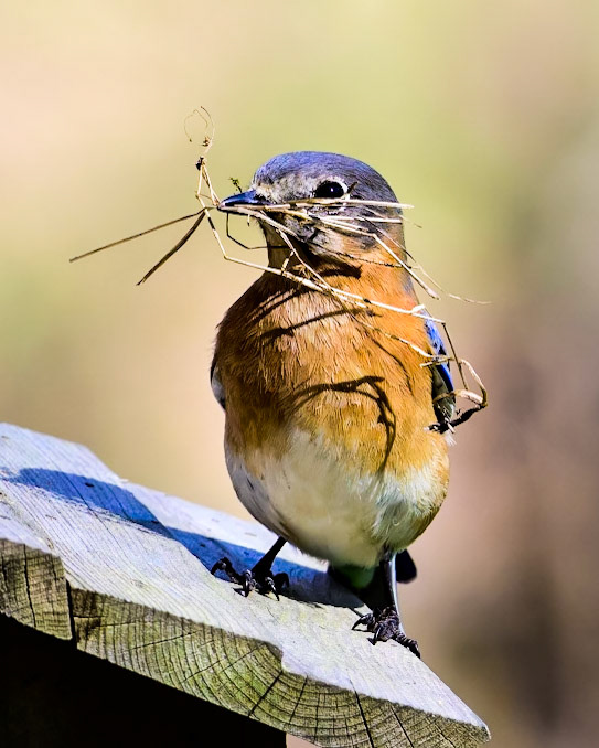 After collecting material for the nest this Bluebird waits for the signal from it's mate...