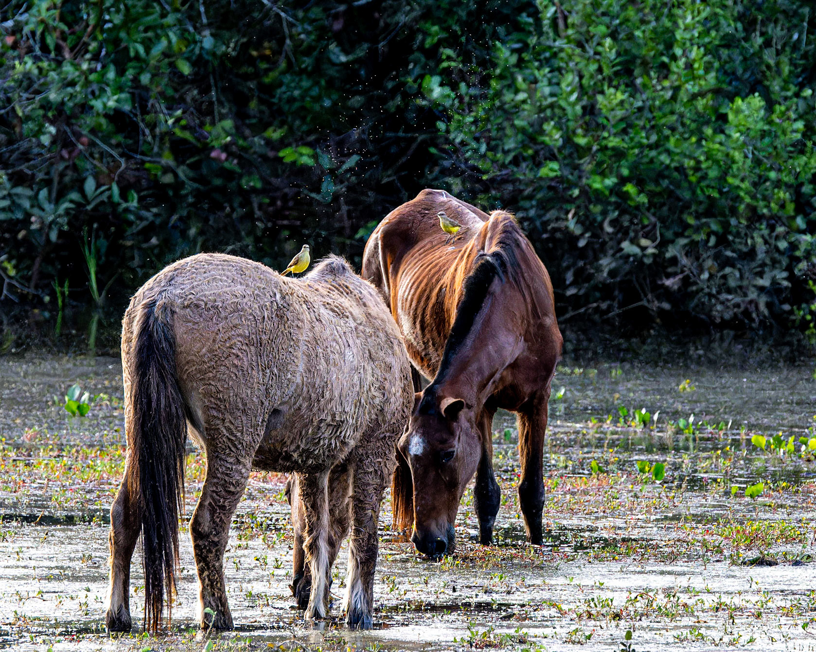 Cattle Tyrants taking advantage of local horses as they graze in the receding waters at the start of the dry season