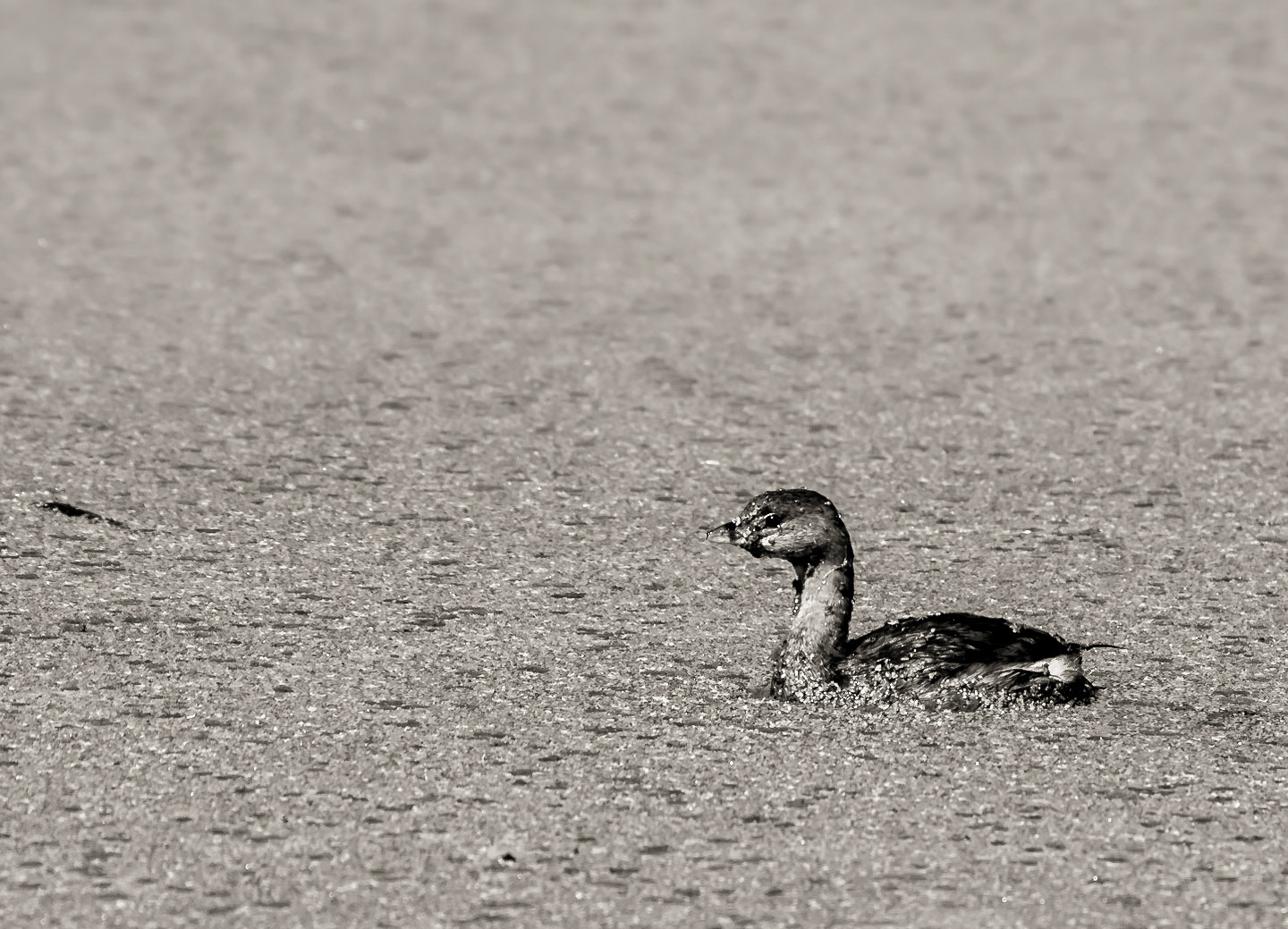I'm Covered in Algae!; Pied-Billed Grebe, Pickney Island, South Carolina.
