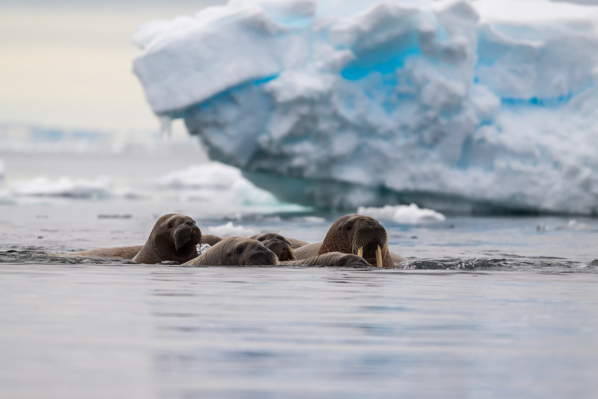 Always curious, but ready to flee.