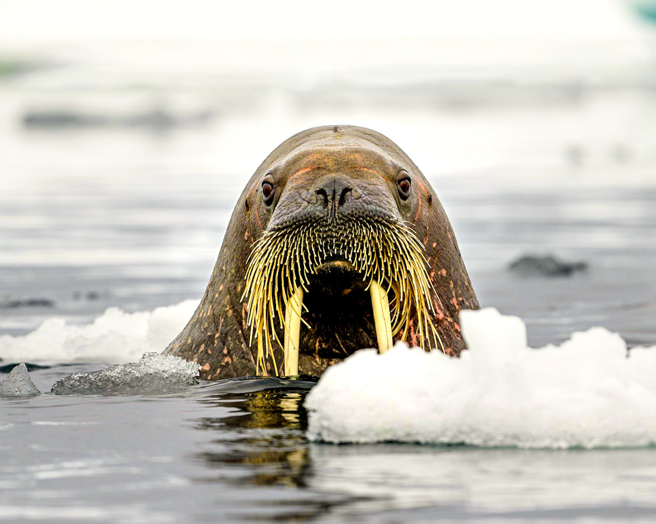 This guy is very happy to stare at the camera and display it's mustache