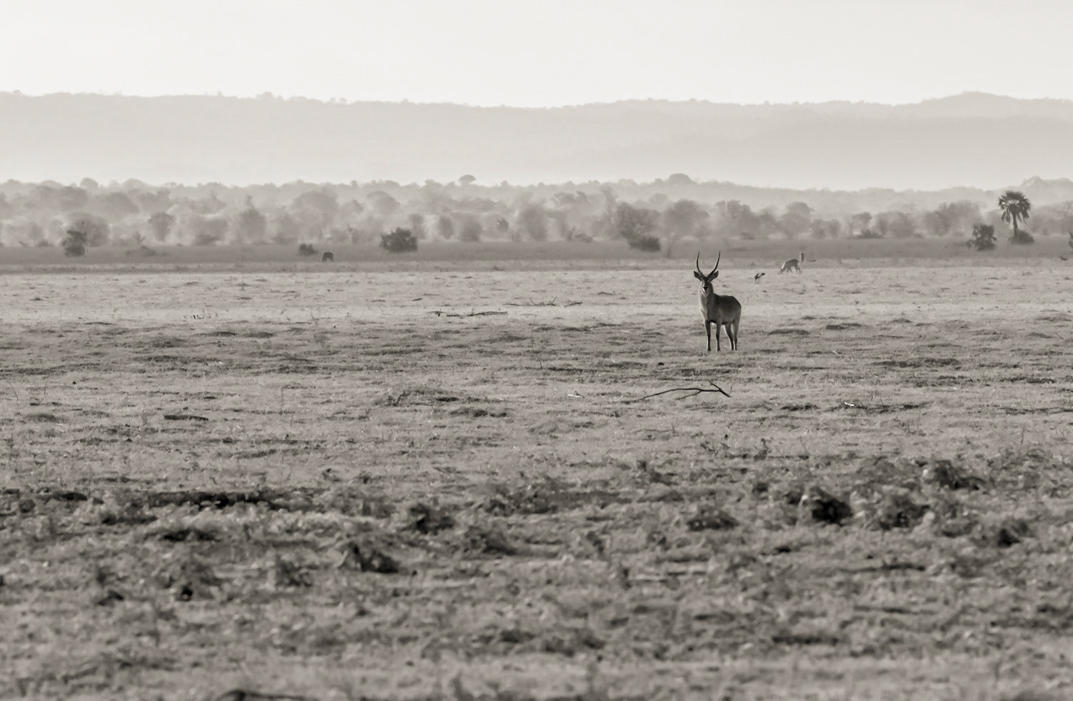 A Watchful Eye!;  A waterbuck on the floodplain, Gorongosa National Park, Mozambique.