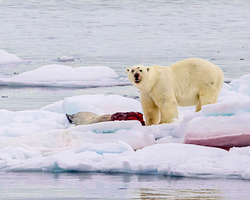 Guarding his kill, the large Polar Bear is sniffing the air to see if we are a threat