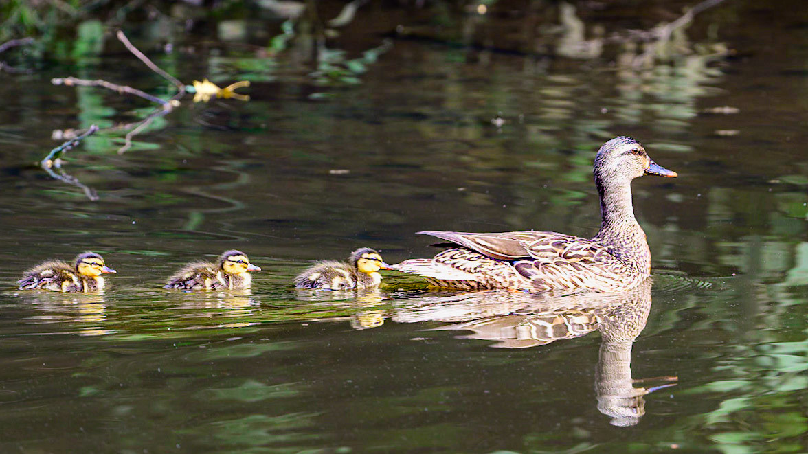 Mom and the ducklings