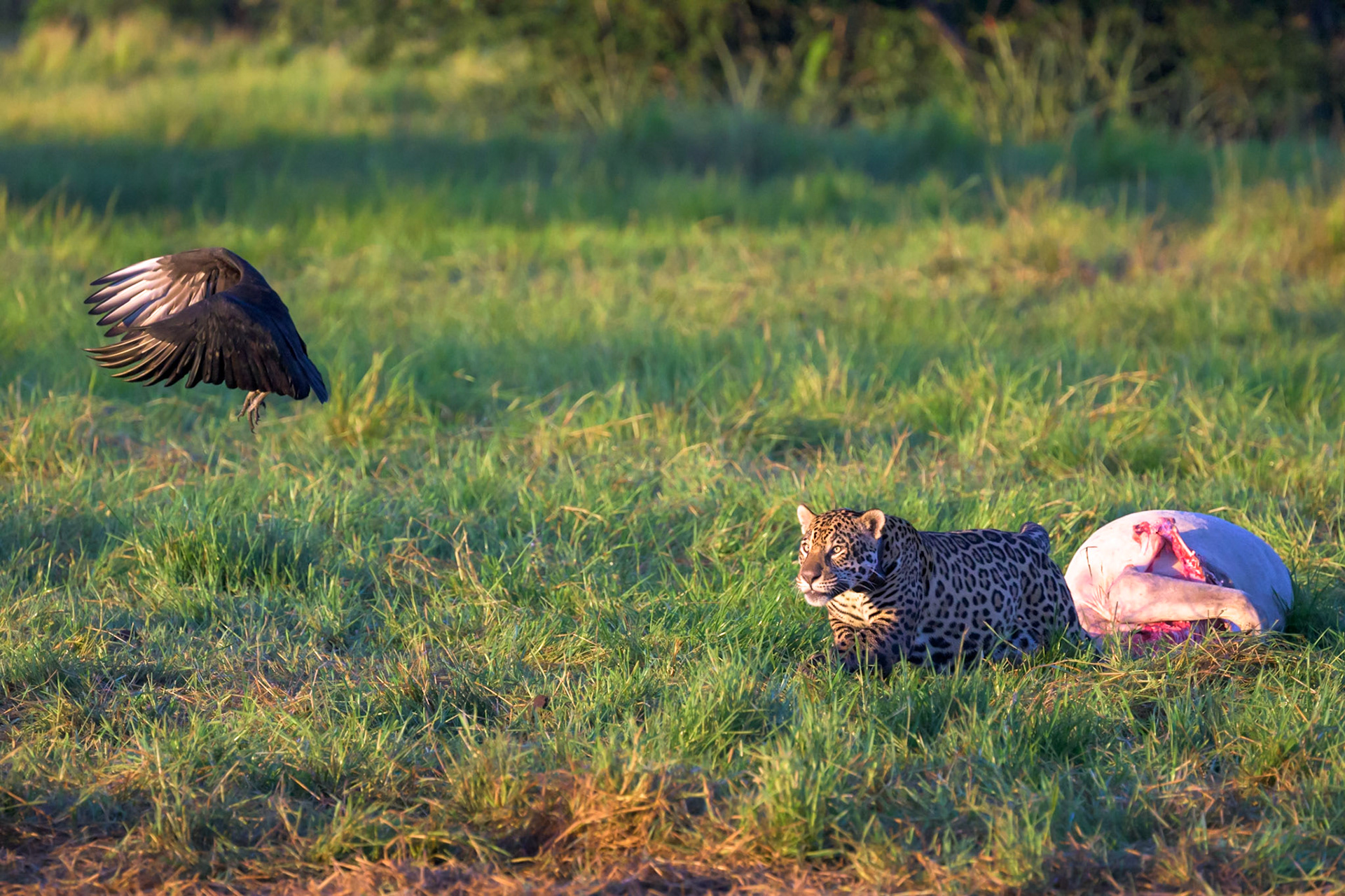 A mother Jaguar chases the last of a group of vultures away from a kill.  The local farmers are expected to lose up to 3% of their cattle each year to predators, in reality, it's closer to 1% in the reserve.  Fantastic grazing and recovering wildlife habital is a win-win situation for all