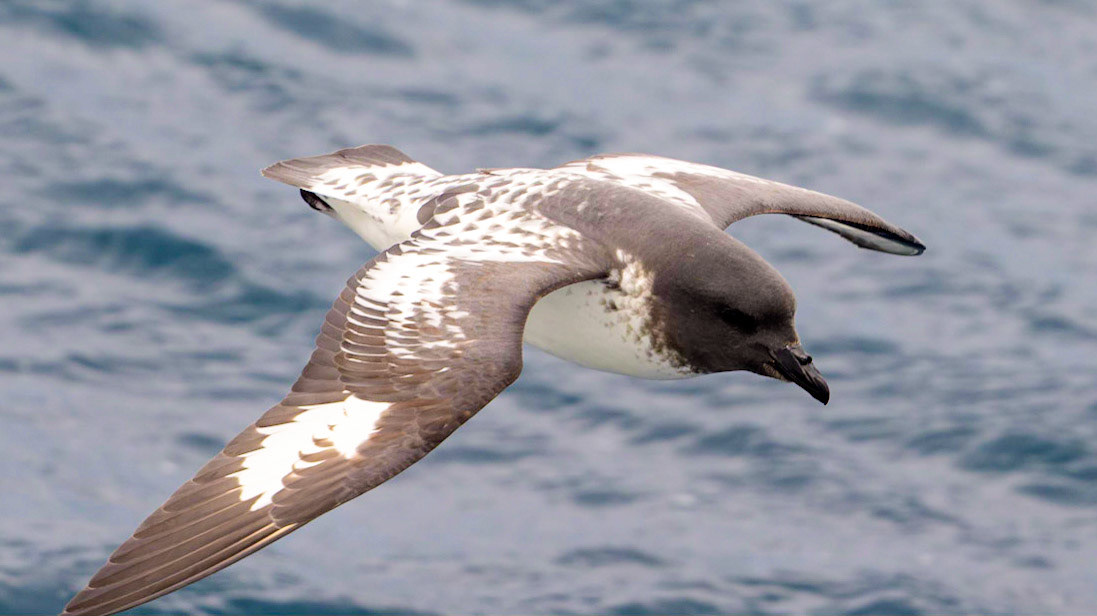 A Cape Petrel