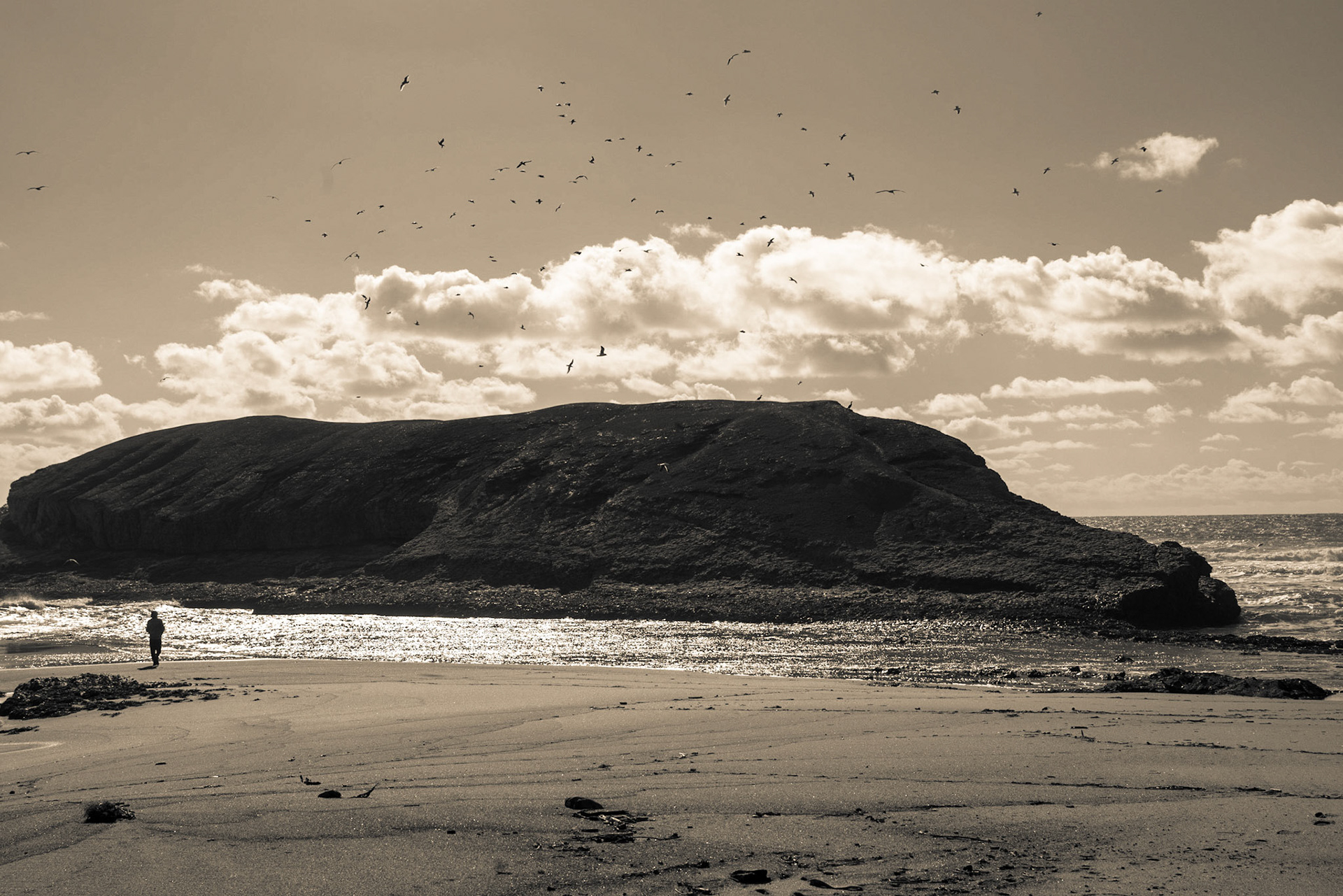 Birds, Birds, Everywhere; Greyhound Rock, California.