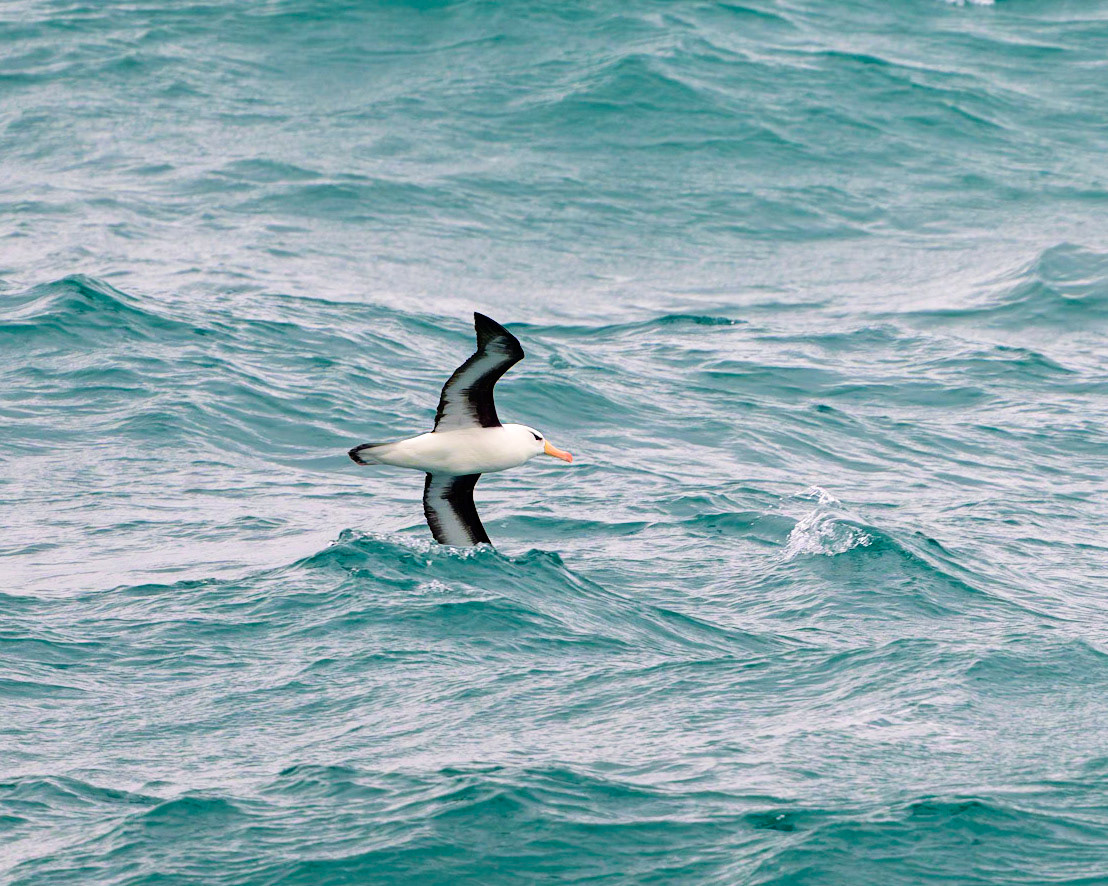 A very majestic Black-browed Albatros dodging the waves