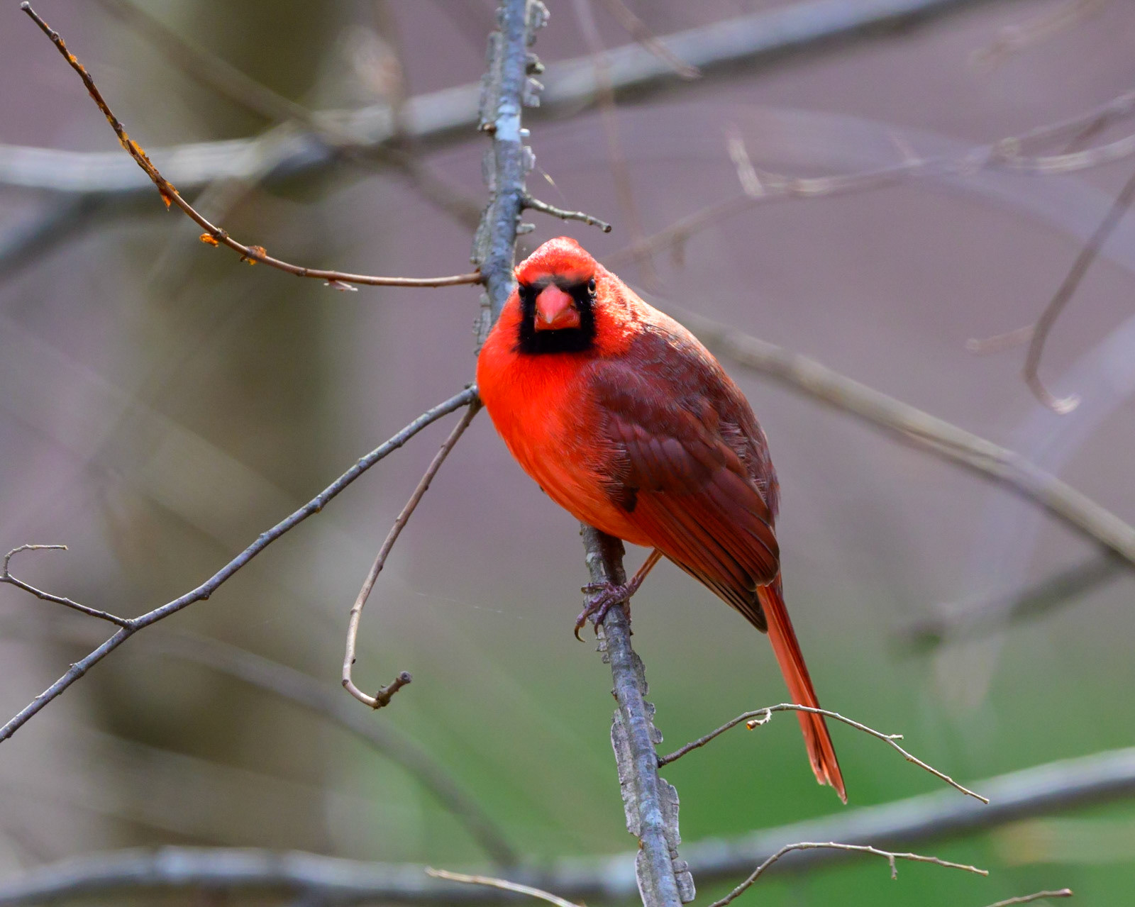 Staring at the camera, this Northern Cardinal