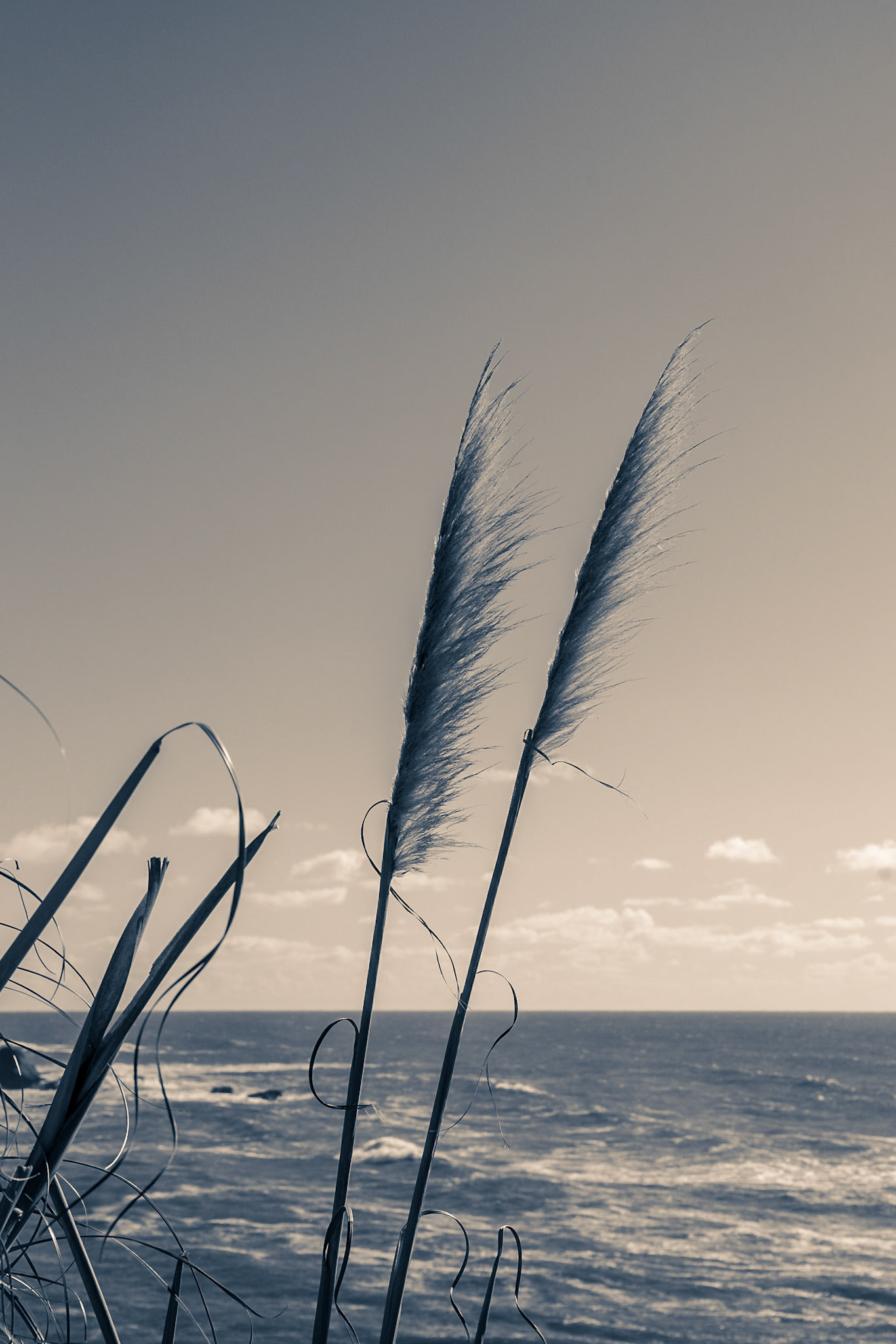 Grasses in the Breeze; Greyhound Rock, CA