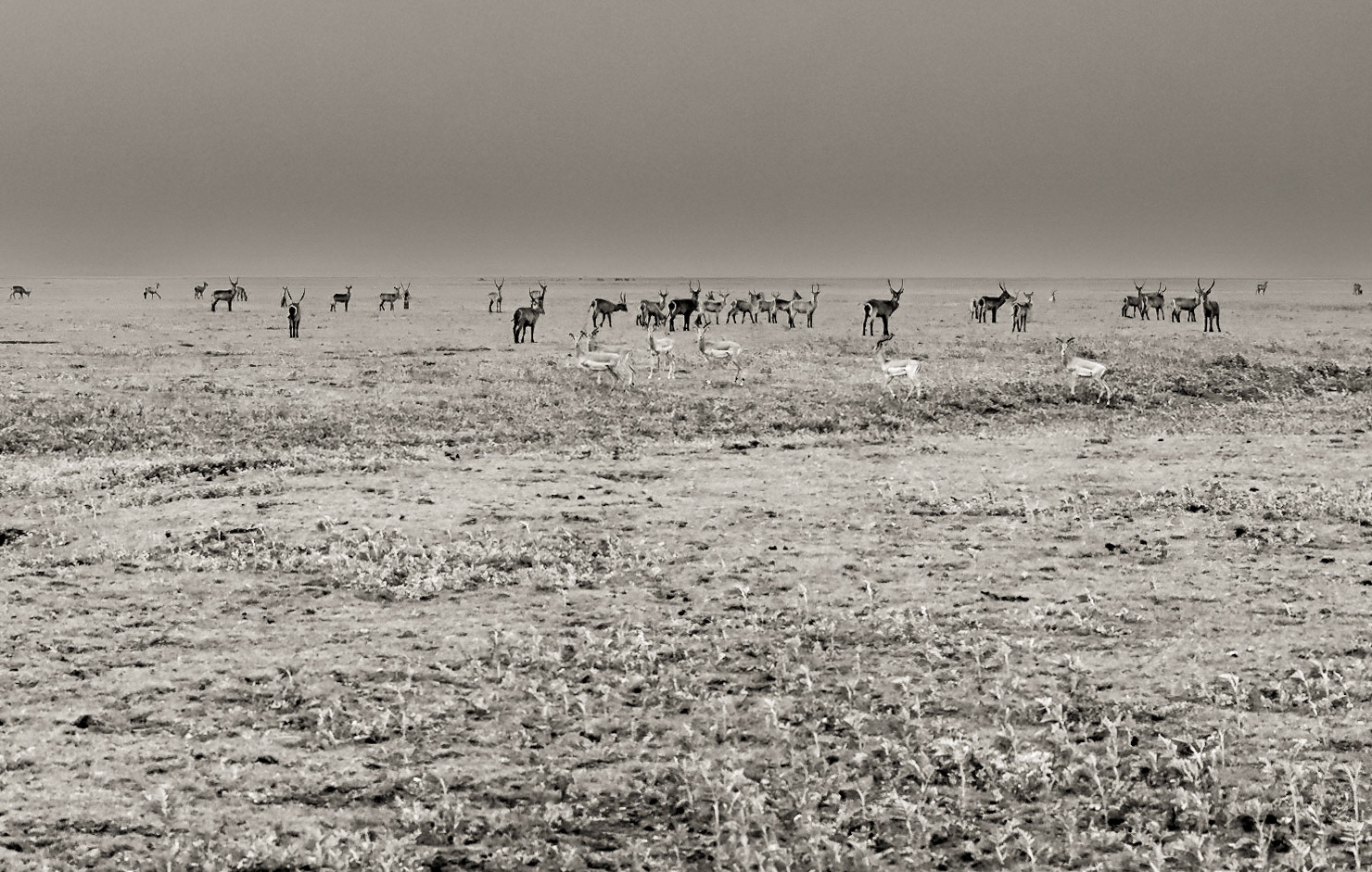 Before the Storm; Impala and waterbuck on the floodplain, Gorongosa National Park, Mozambique.