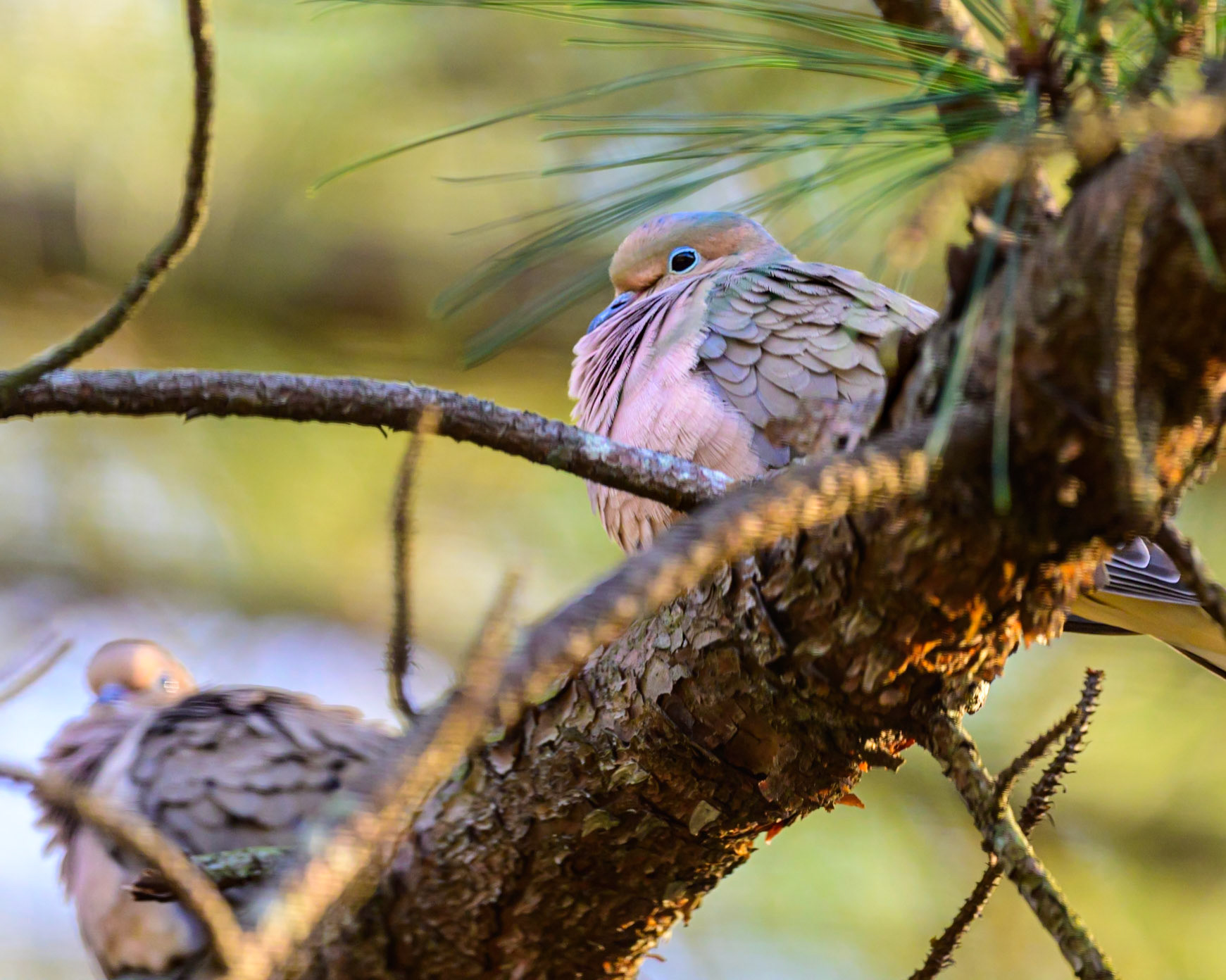 One of a pair of Turtle Doves