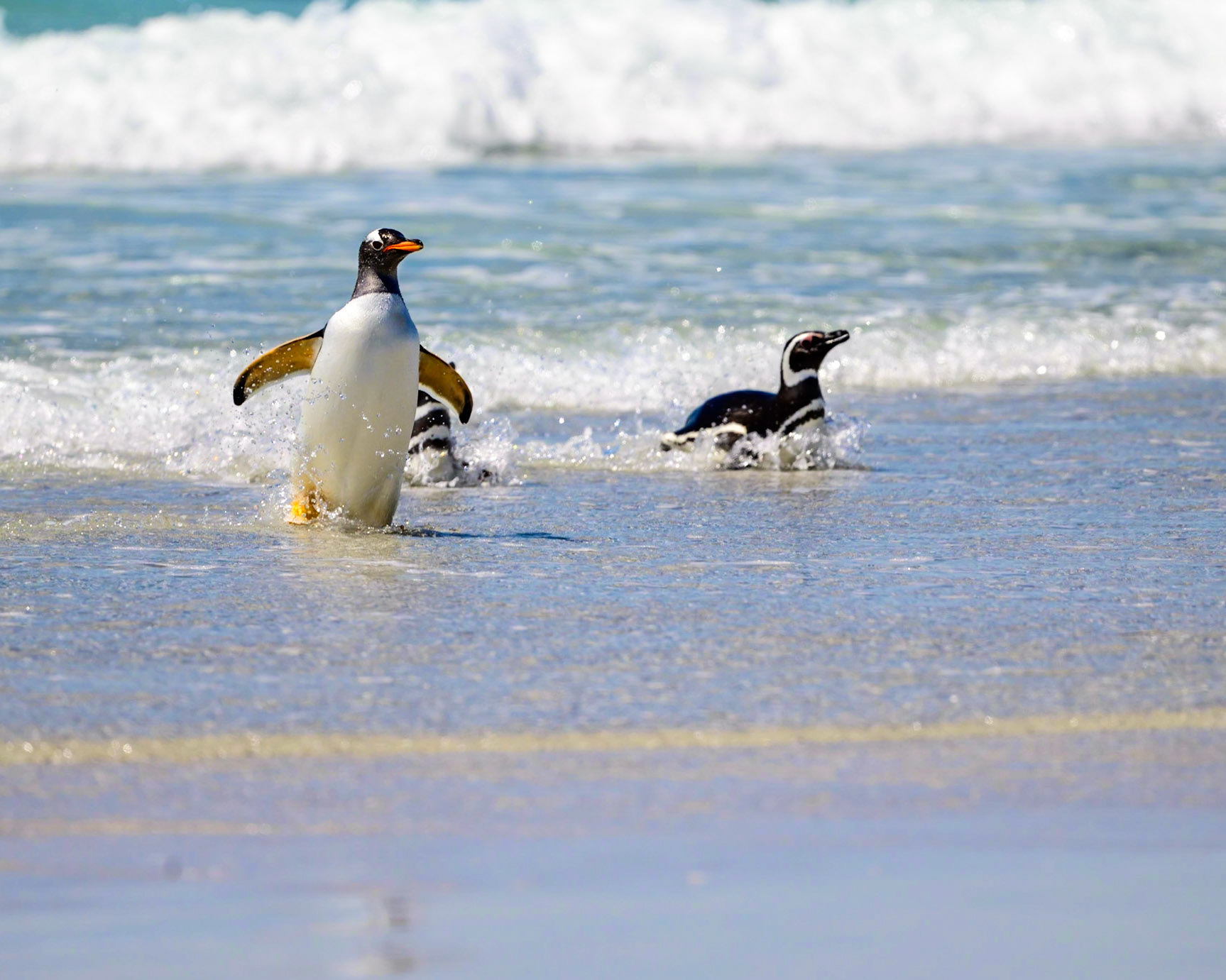 Magellanic Penguins and a Gentoo Penguins return from a fishing trip