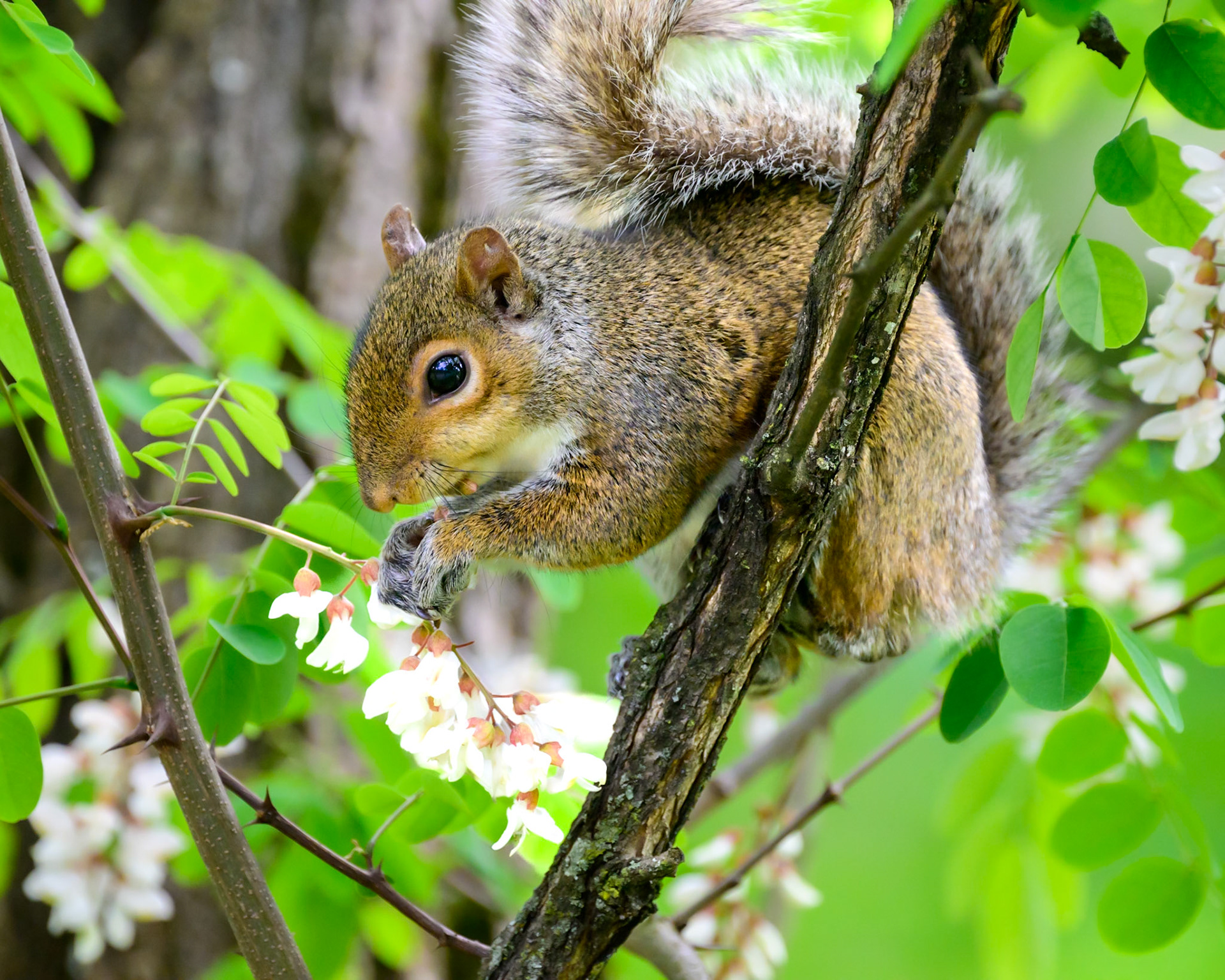A squirrel carefully balances on a tree limb and starts on his bunch of flowers