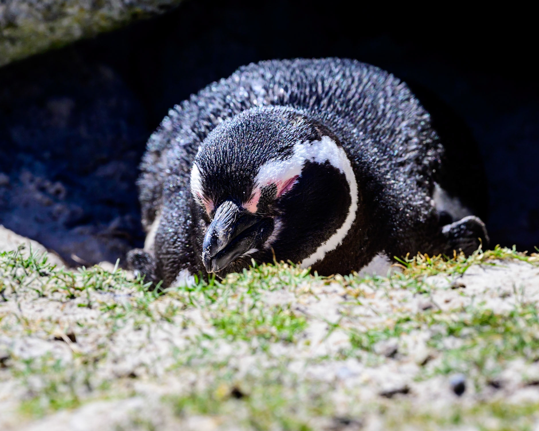 Magellanic Penguins next in burrows