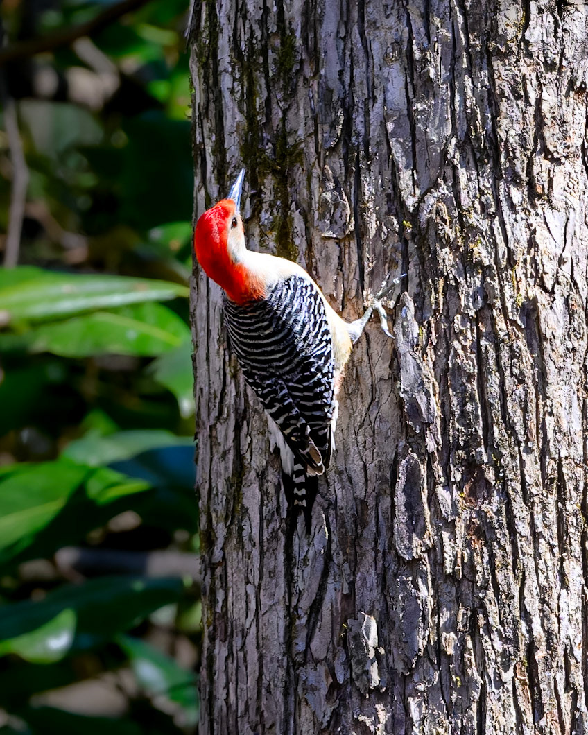 A Red-bellied Woodpecker climbs the trunk of a tree looking for grubs