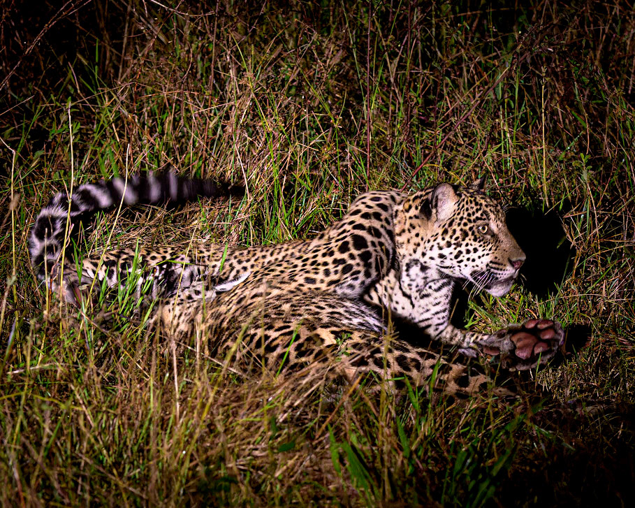 Jaguar cubs play in the long grass with mom is close by.