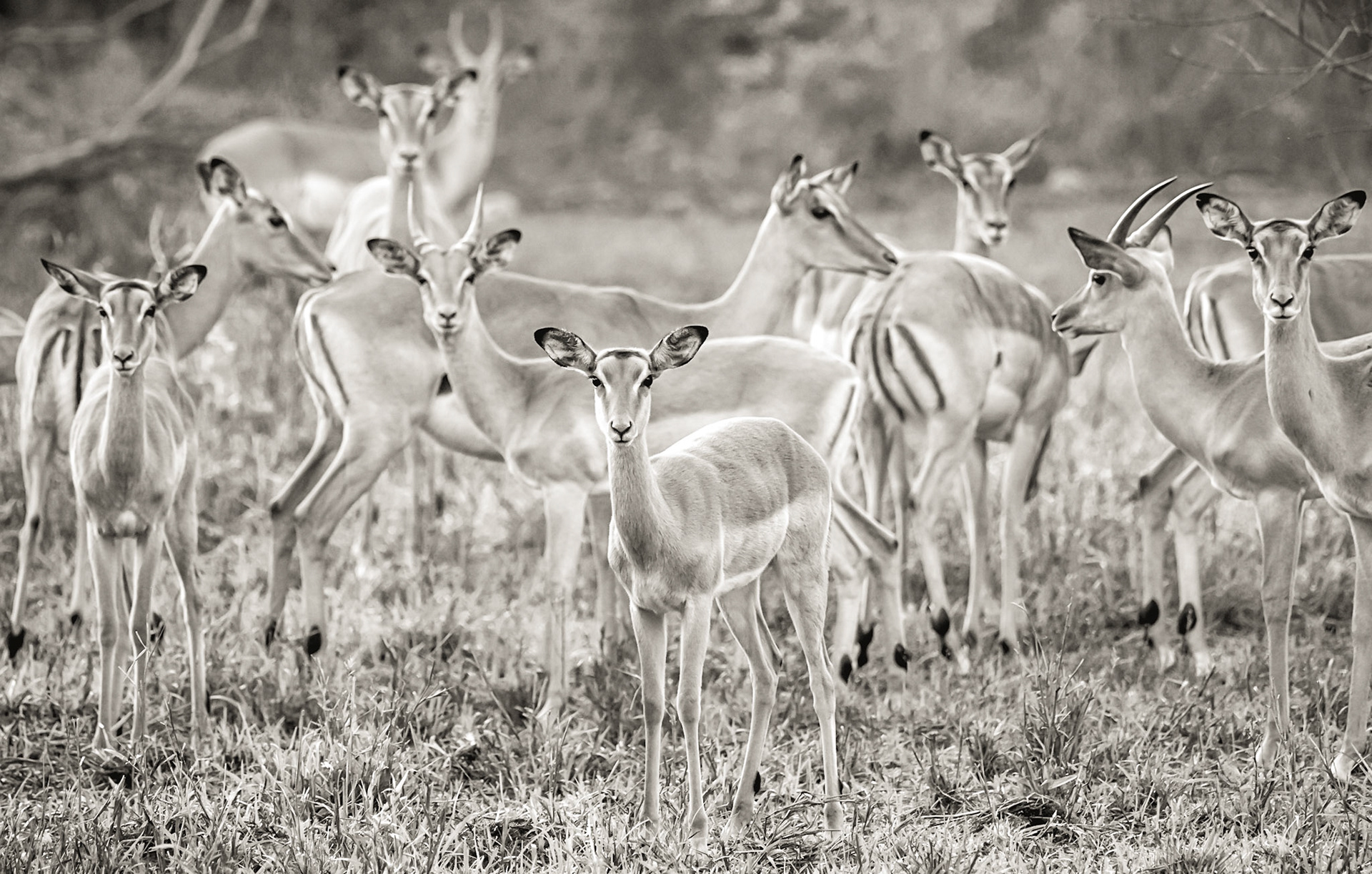 We Can See You!; Herd of Impala, Gorongosa National Park, Mozambique.