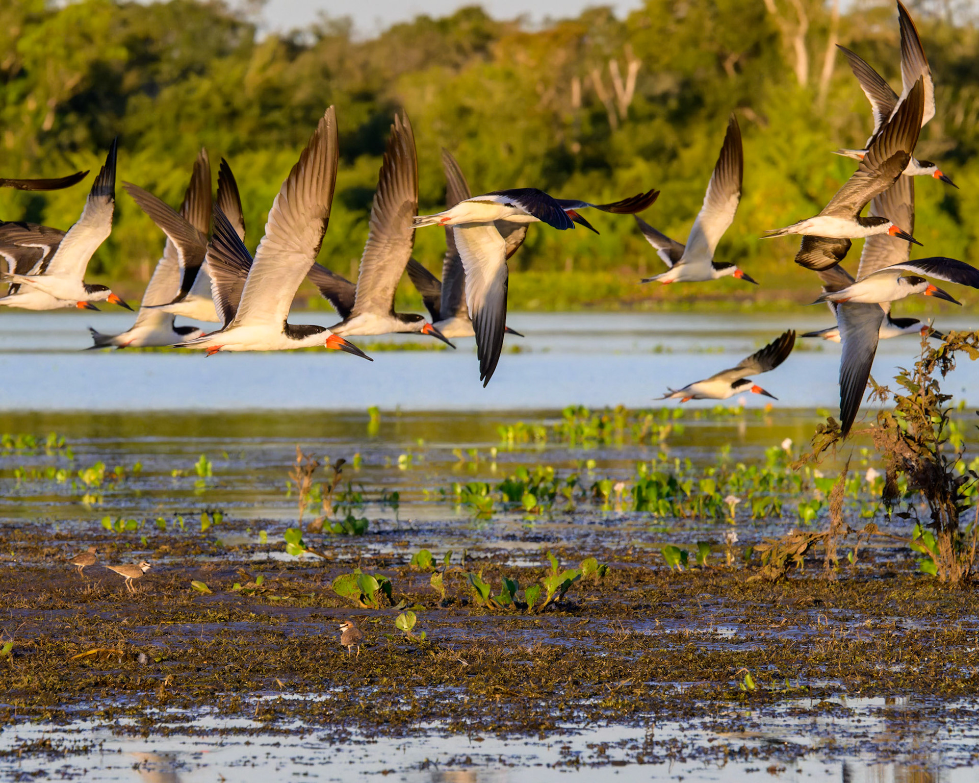 This flock of Black Skimmers is on the move from one part of this shallow, but permanent, lake to another.  They skim the water to scoop up small fish