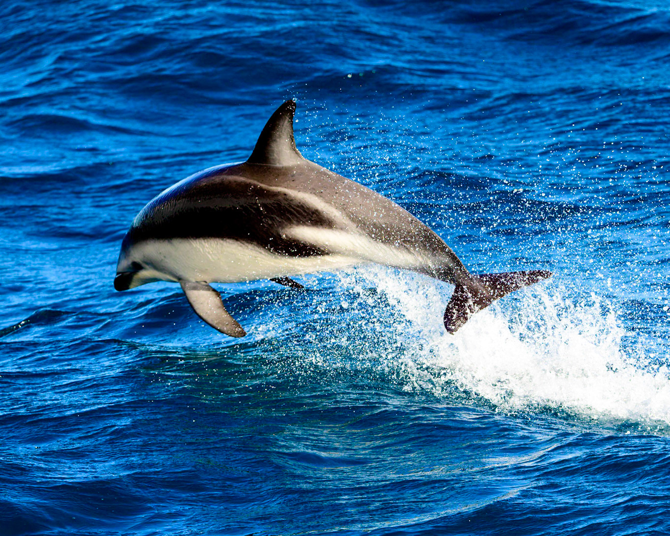 Leaping with Joy - A Dusky Dolphin