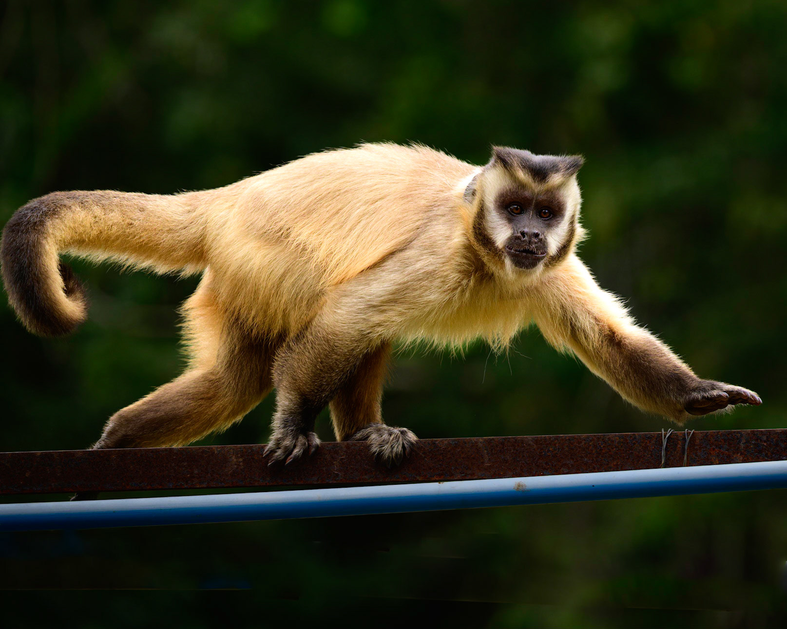 A Capuchin Monkey runs along a support framework in an organic vegetable garden, trying to determine what might be available for him