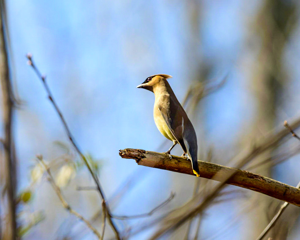 Passing through the area as it migrates north, a Waxwing
