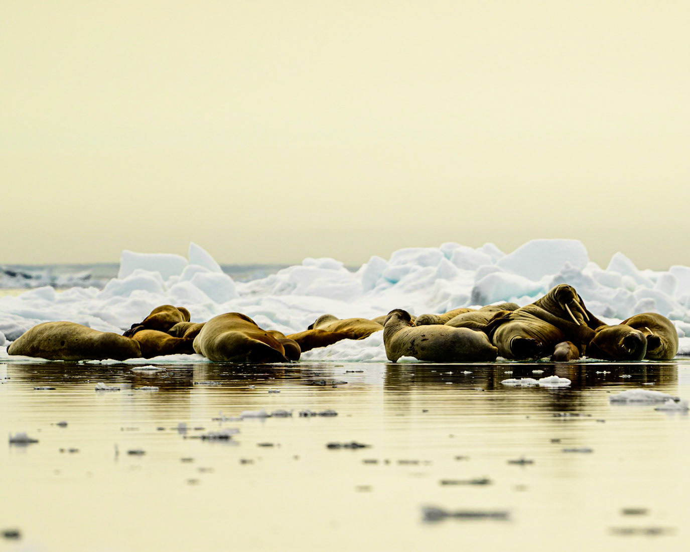 A group of mothers and pups sunbathe on the ice.  The summer sun is always low in the sky above 80 degrees North