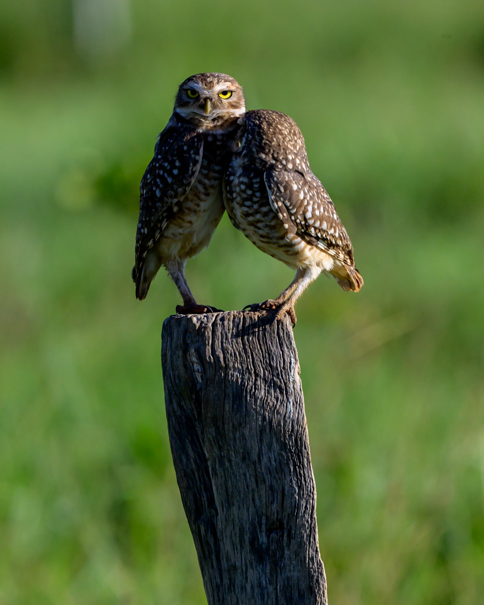 A couple of Burrowing Owls sit on a post observing the surrounding fields