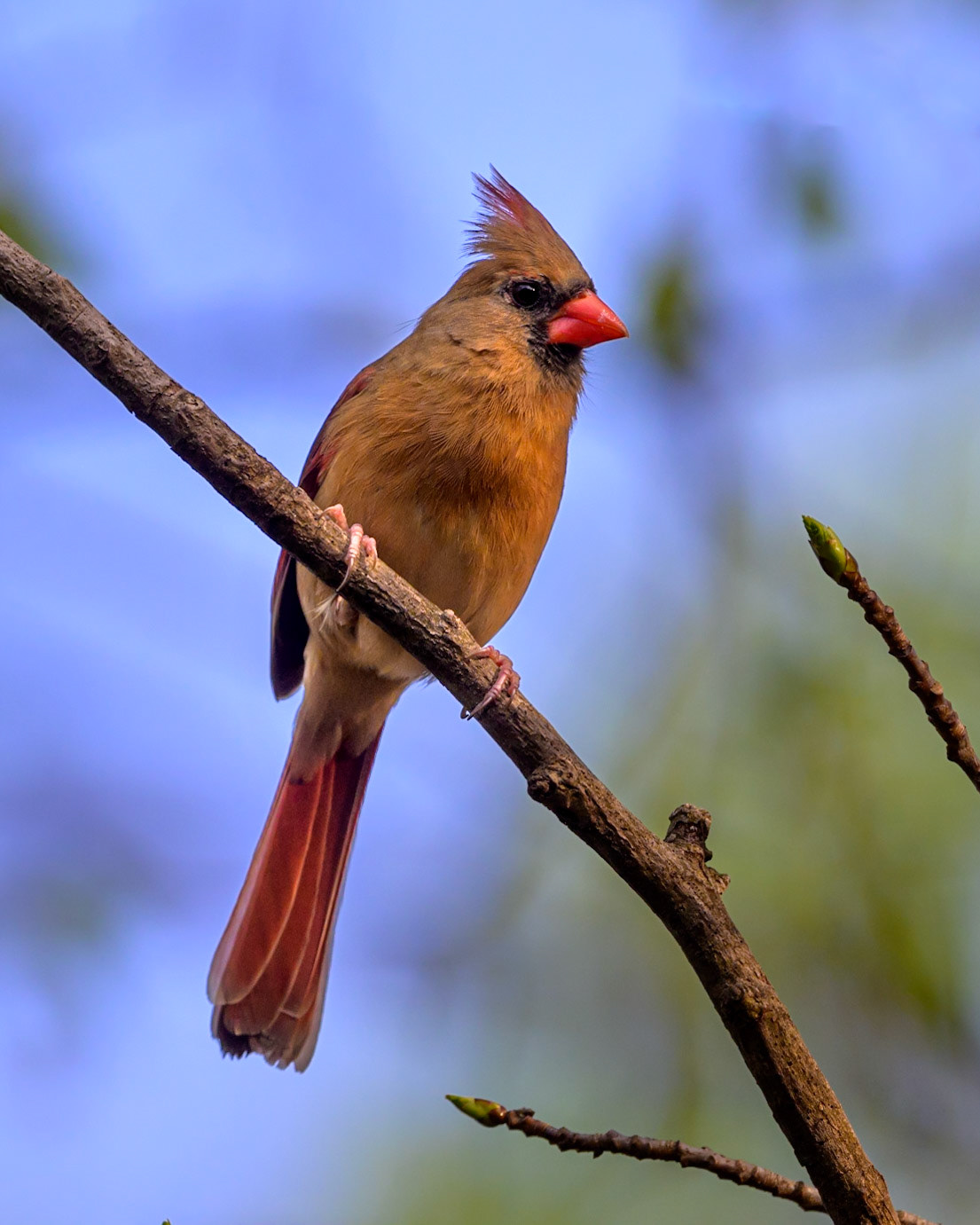 A female Northern Cardinal