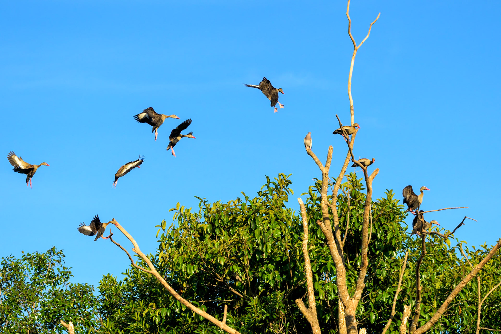 Black-bellied Whistling-Ducks approach a dead tree where they will perch together and possibly roost for the night