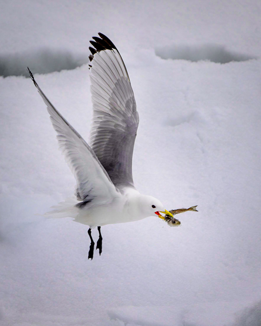 Nearly 11pm and still daylight, so this Black-legged Kittiwake has gone fishing and come up with a small partially frozen fish