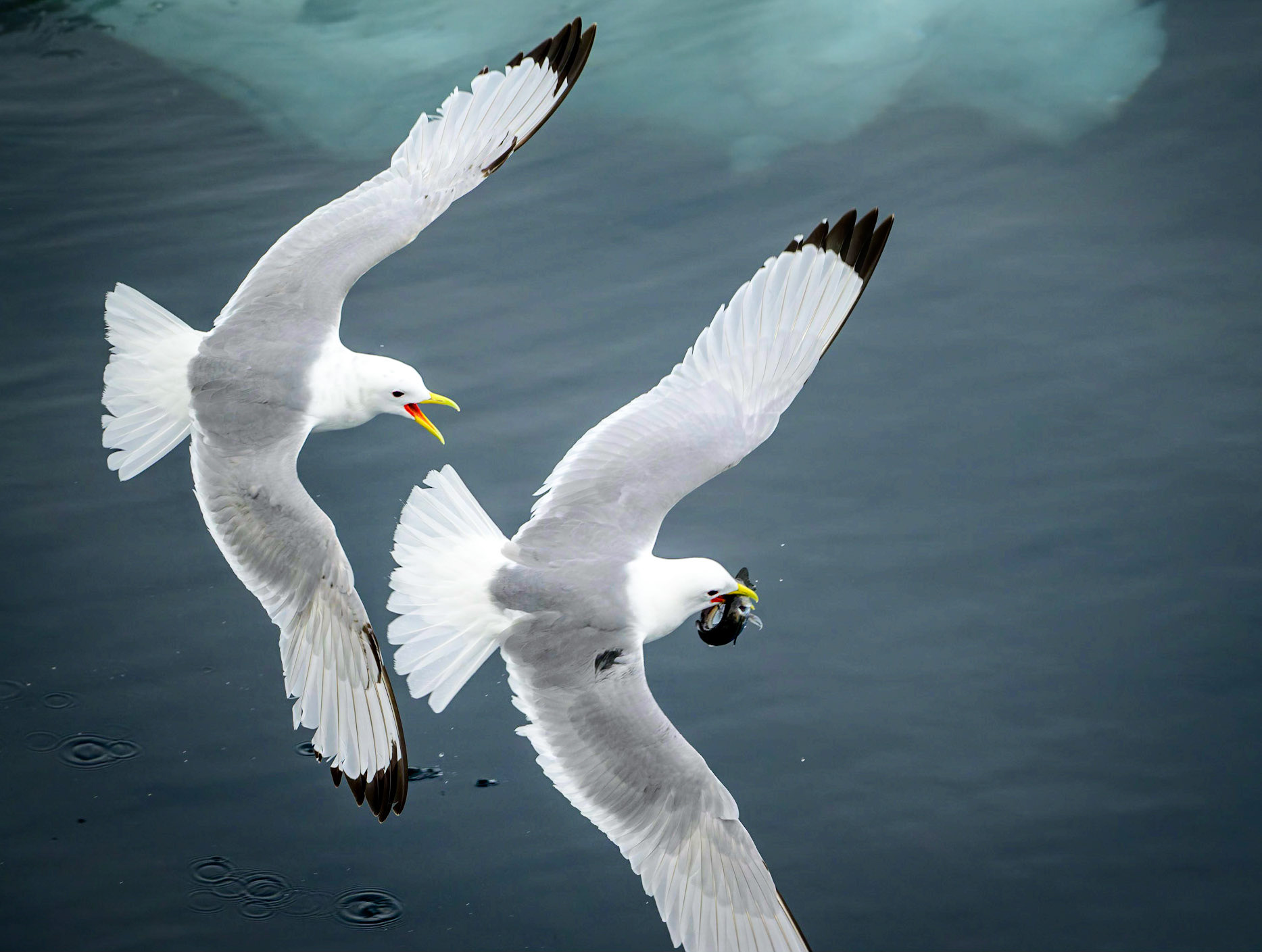 A pair of Black-legged Kittiwakes fight over a just caught fish