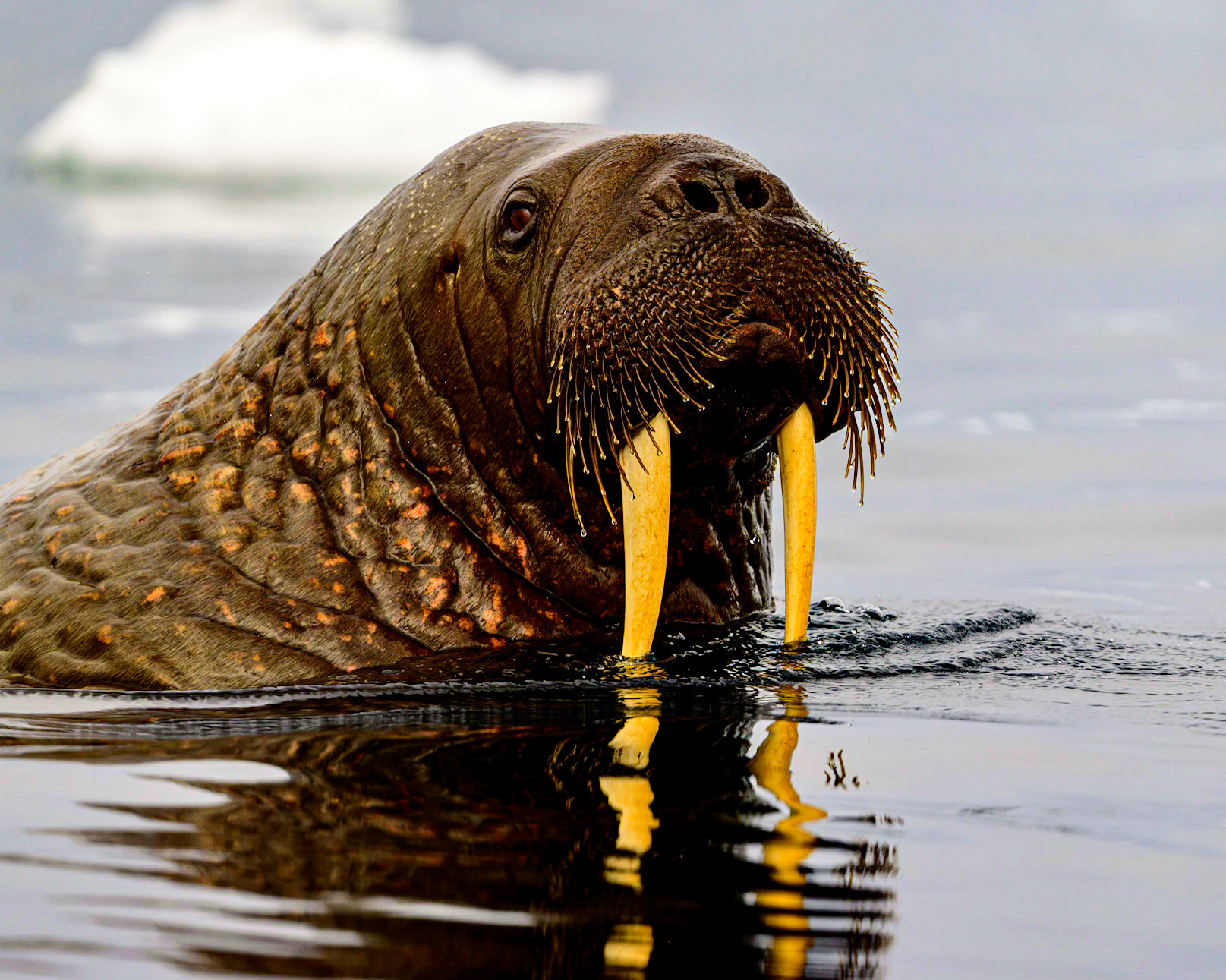 A huge Walrus rises out of the icy water to see what's going on.
