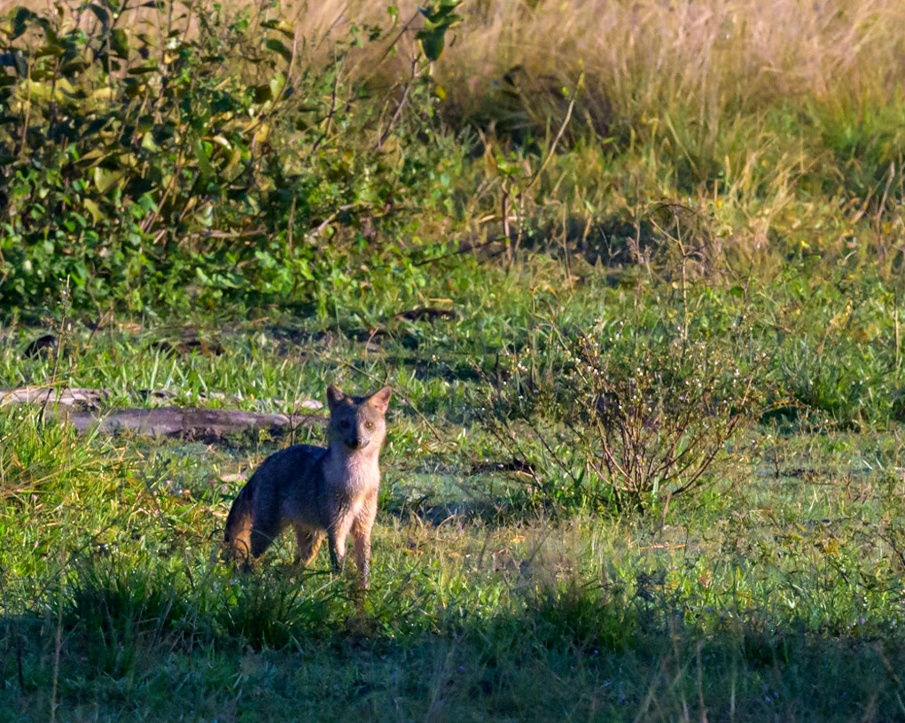 A Crab-eating Fox looks and listens intently for a few seconds before continuing on it's way