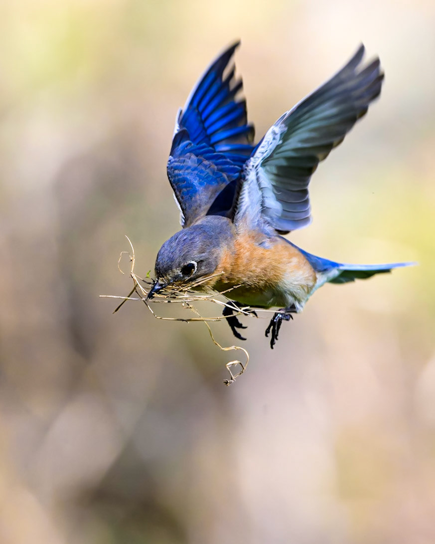 Having waited long enough, the bluebird  now attempts to deliver the twigs.