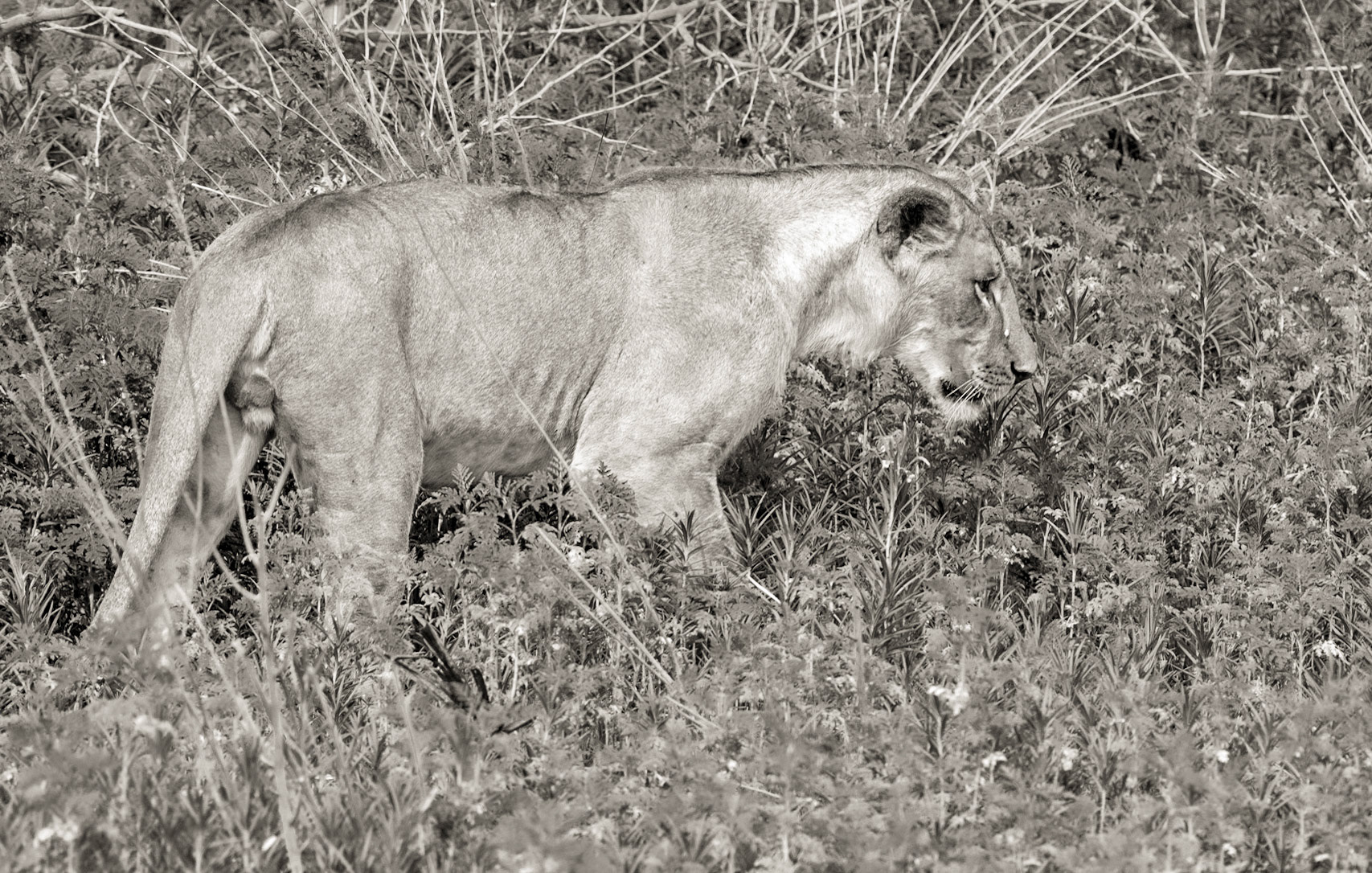 Time to Nap; A young male lion going to find a place to nap in the heat of the day. Gorongosa National Park, Mozambique.