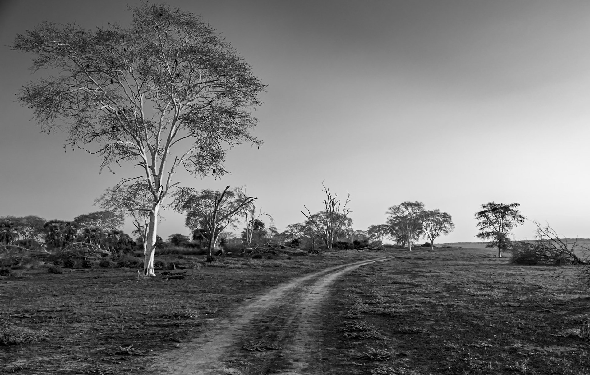 Desolation; At the edge of the floodplain, Gorongosa NP
