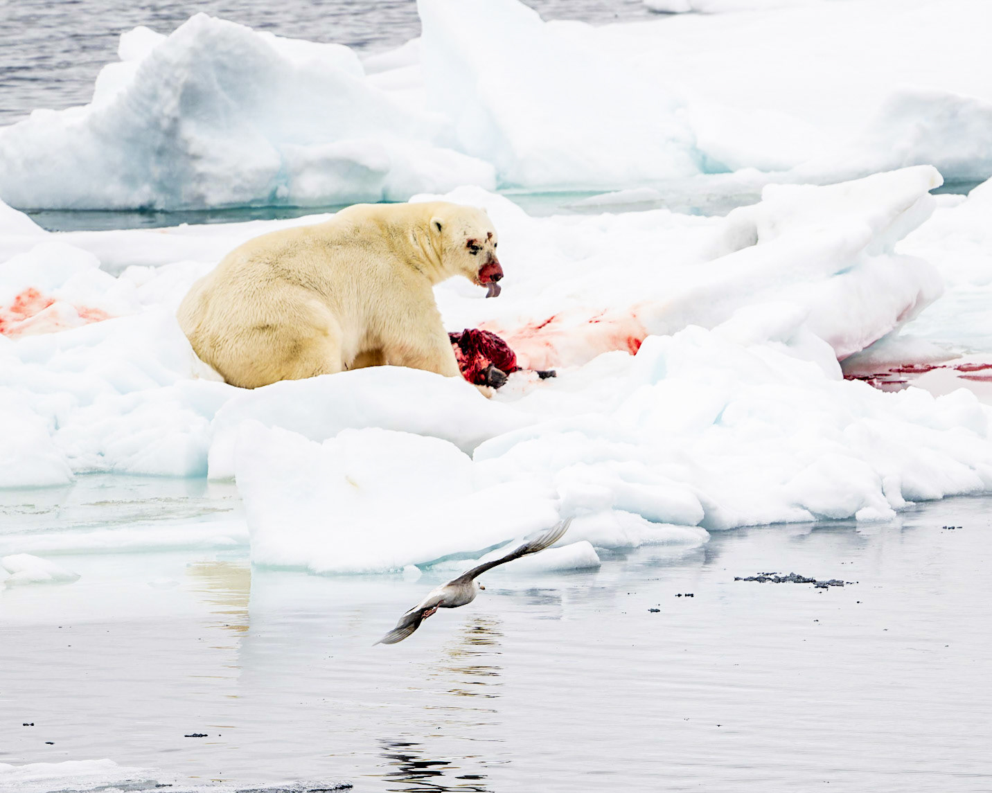 Licking his lips, this hungry Polar Bear has managed to consume a large portion of his favorite meal, a Leopard Seal.  The gulls, like this Olive Gull swooping low over the water, have to wait their turn