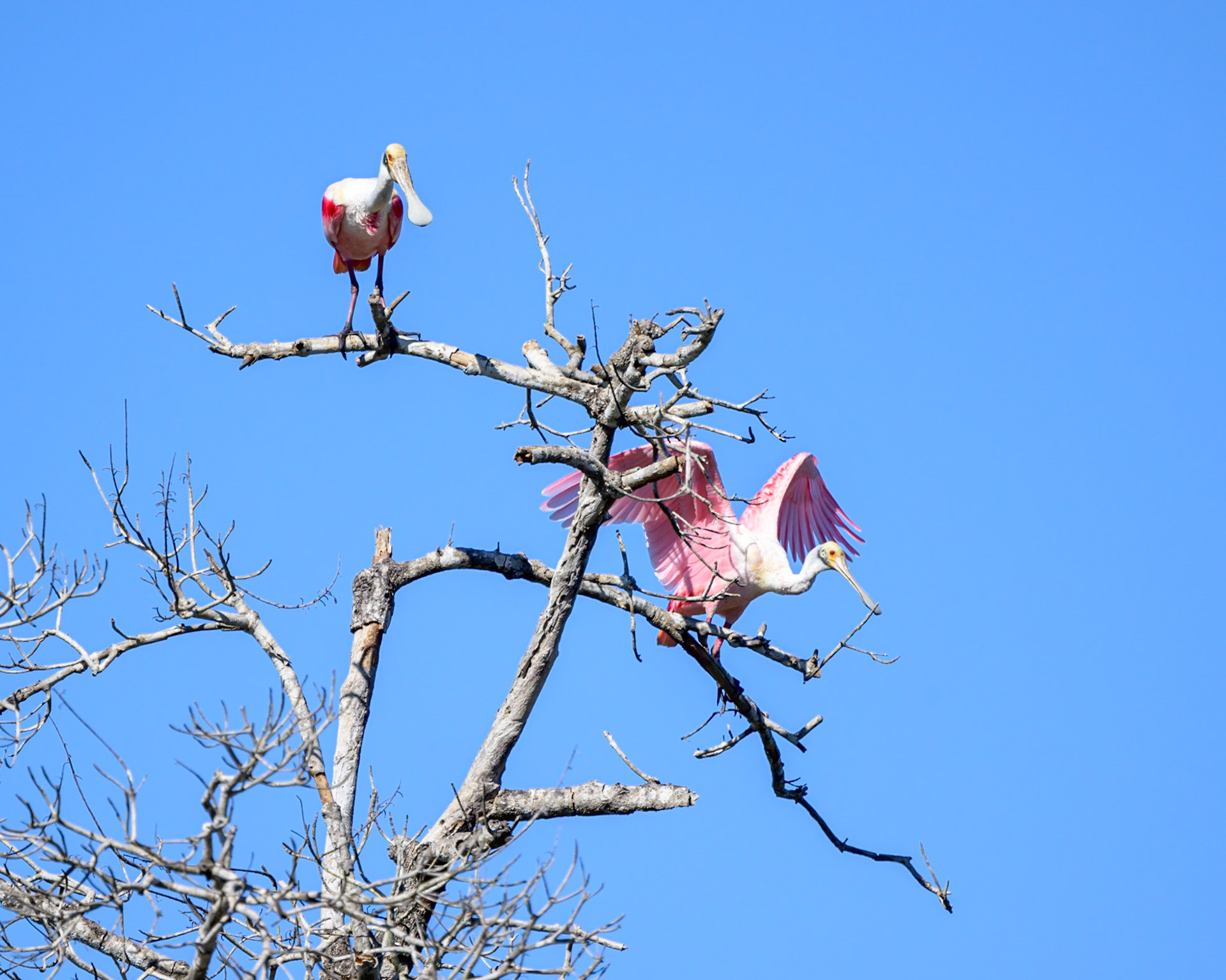 A pair of Roseate Spoonbills sit on the top most branches of a dead tree where they can observe the surrounding wetlands