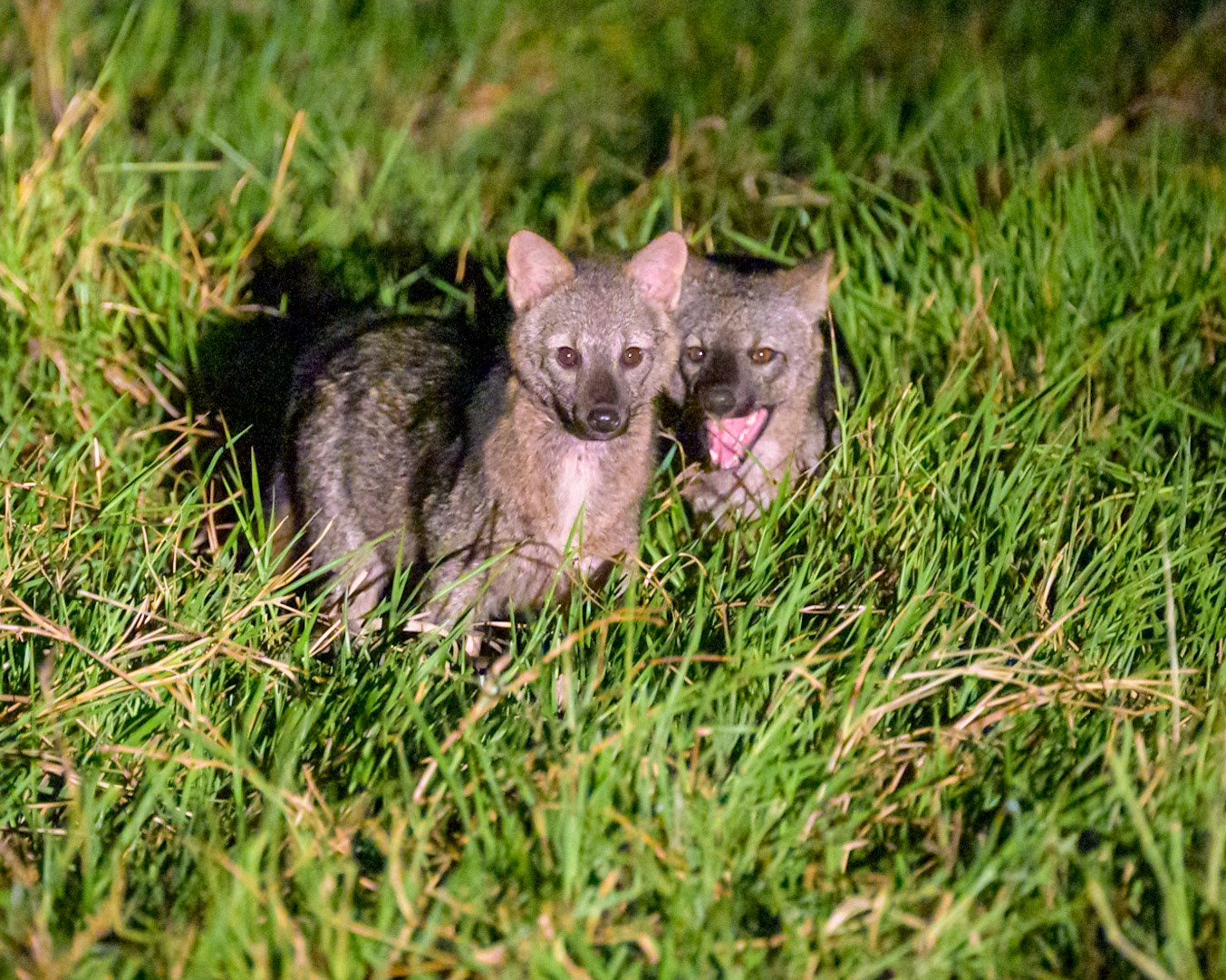 A pair of Crab eating Foxes look at the camera while foraging for food in the damp and marshy grass.