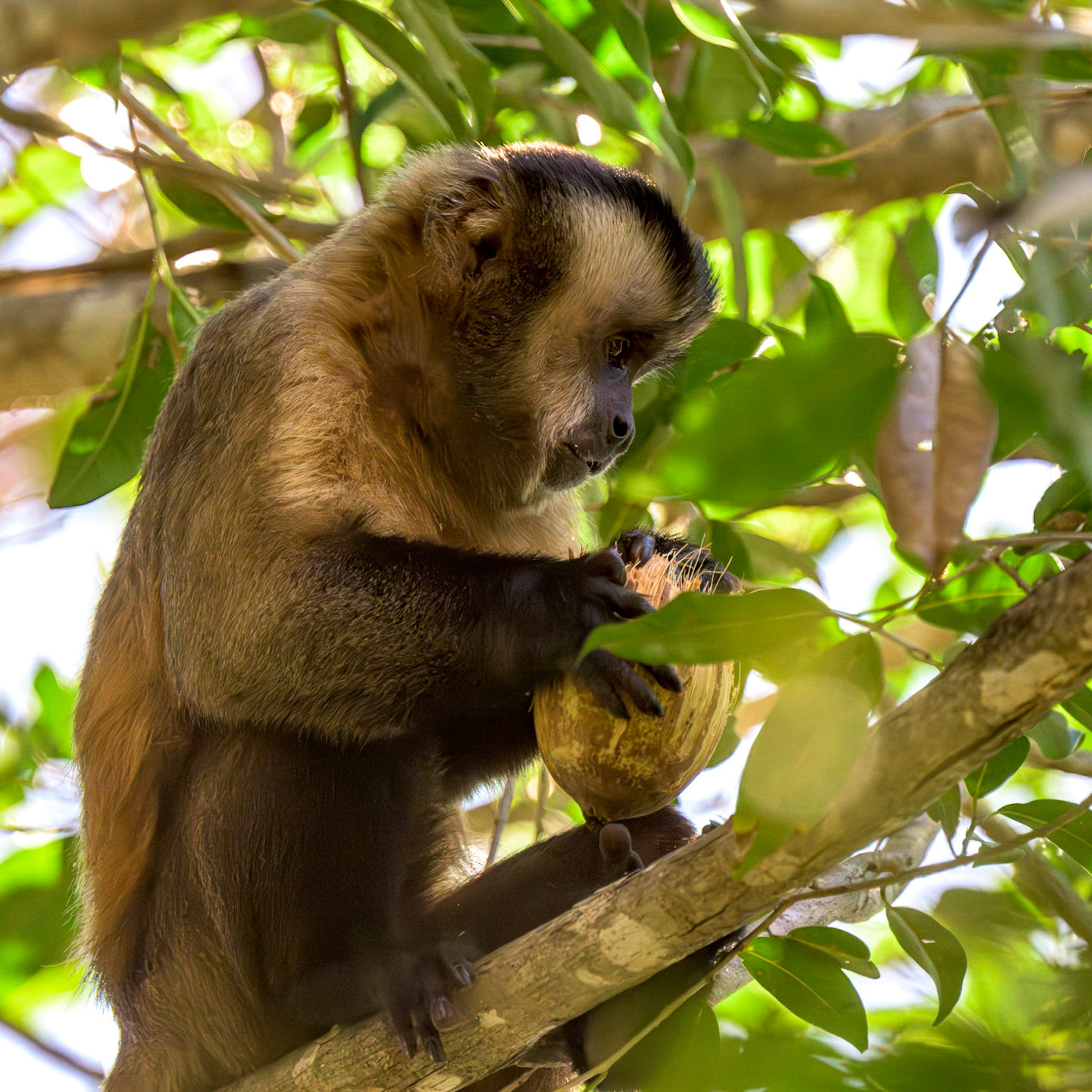 A Capuchin Monkey peals off the outside husk of a fruit before consuming the nourishment within