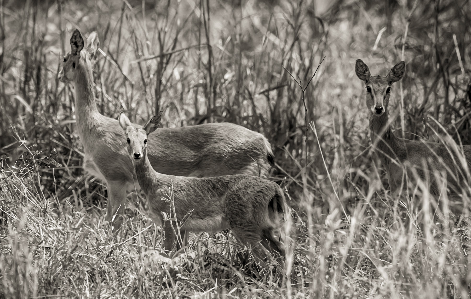 Mom. Should we Run?; Reedbuck in Gorongosa National Park, Mozambique.