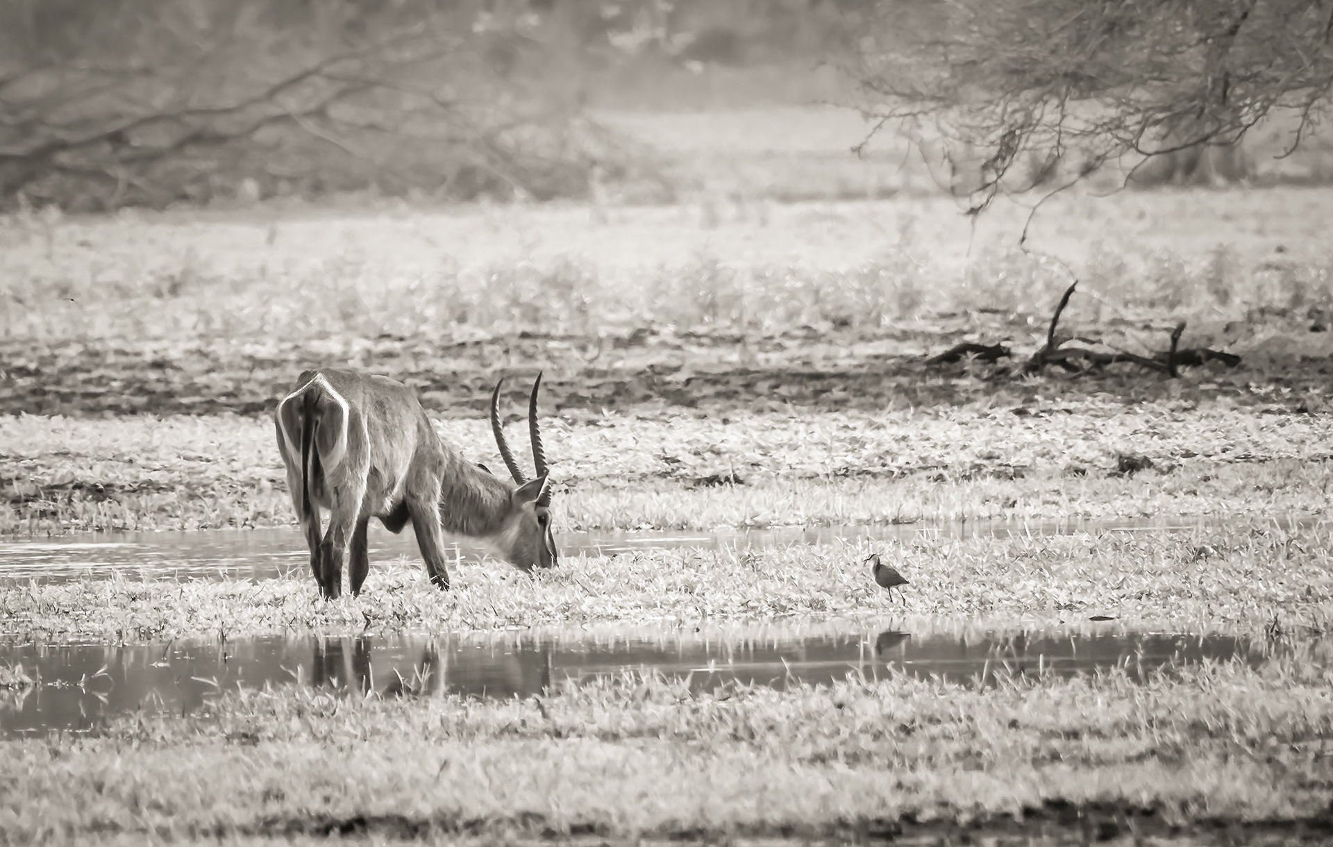 This Tastes Good; A waterbuck grazing in a pan next to a Crowned Lapwing, Gorongosa National Park, Mozambique.